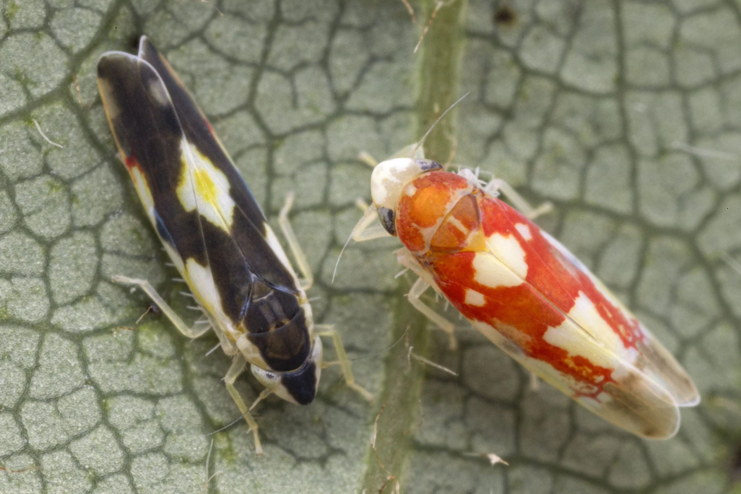 Erythroneura aclys  + Erythroneura bistrata