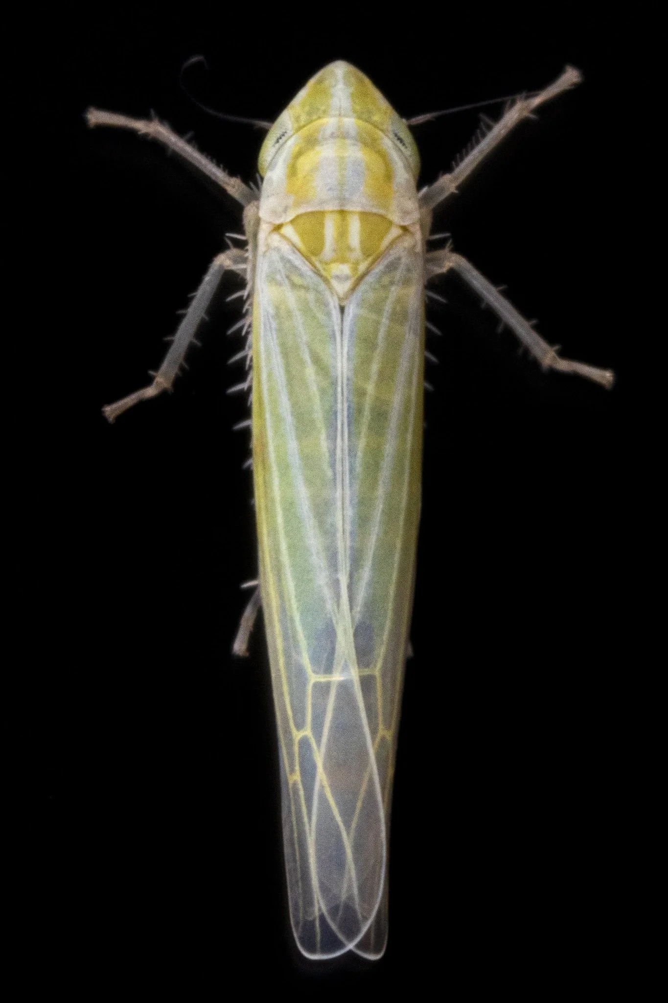 Dikraneura sp.