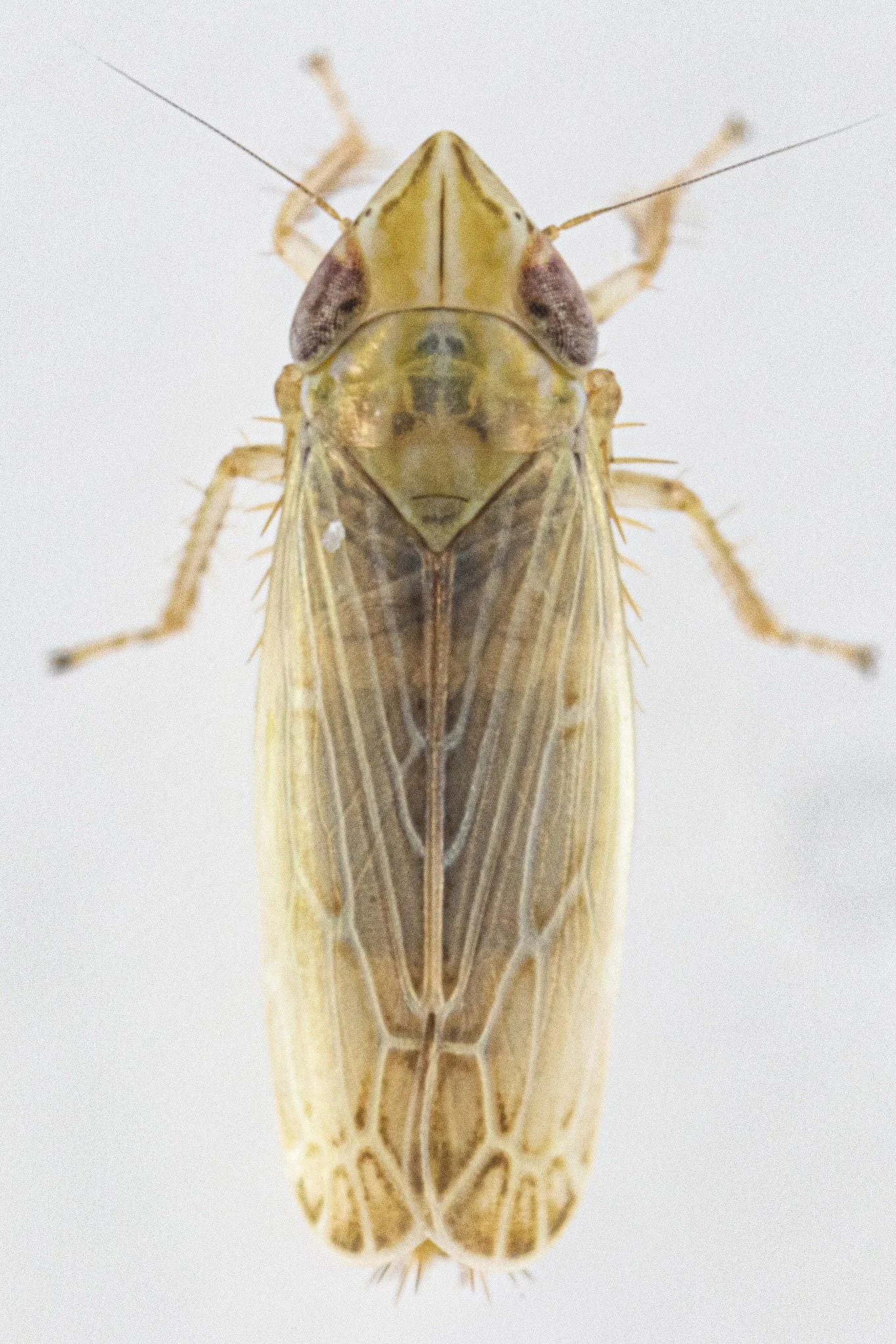 Laevicephalus sylvestris