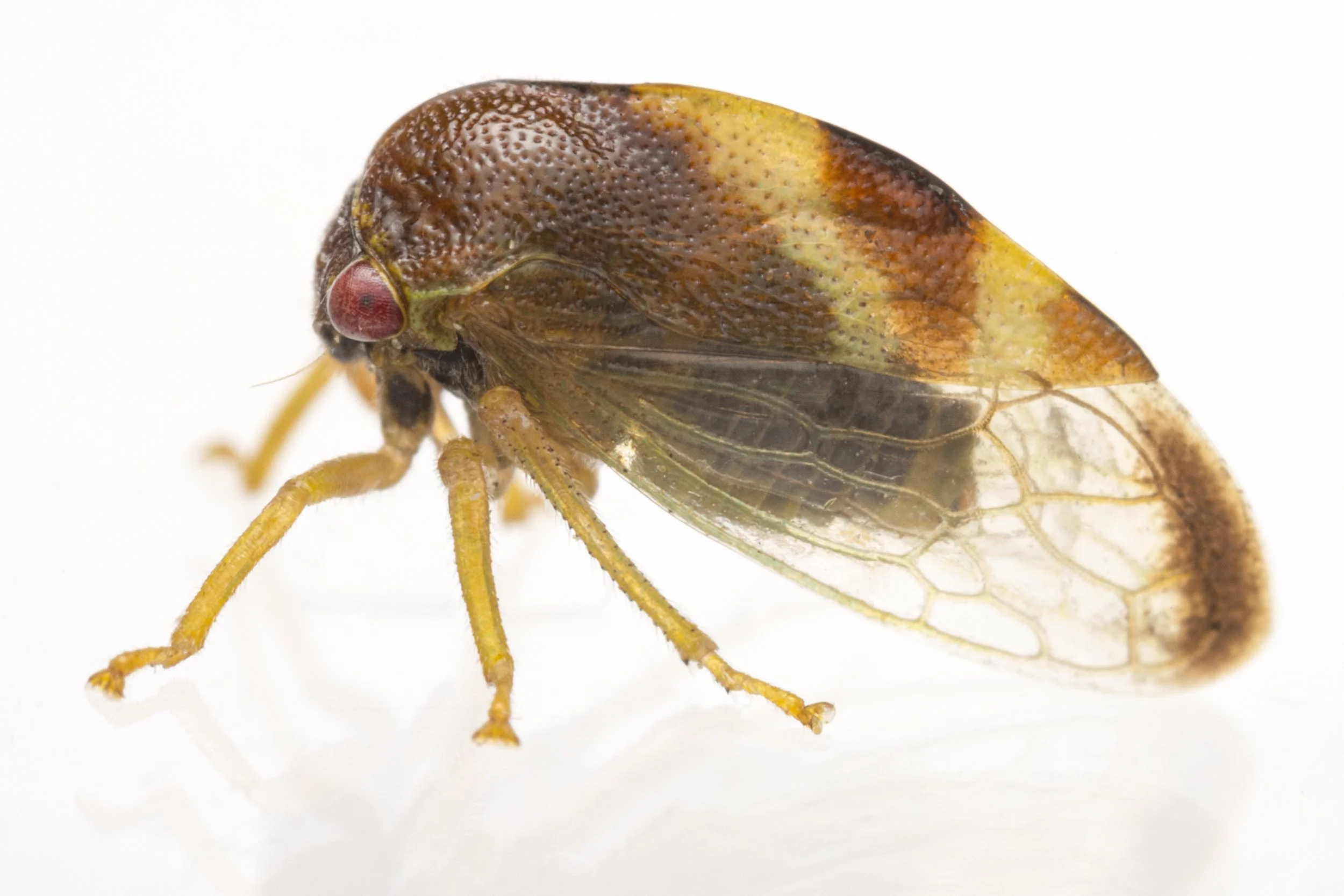 Cyrtolobus auroreus | ♂