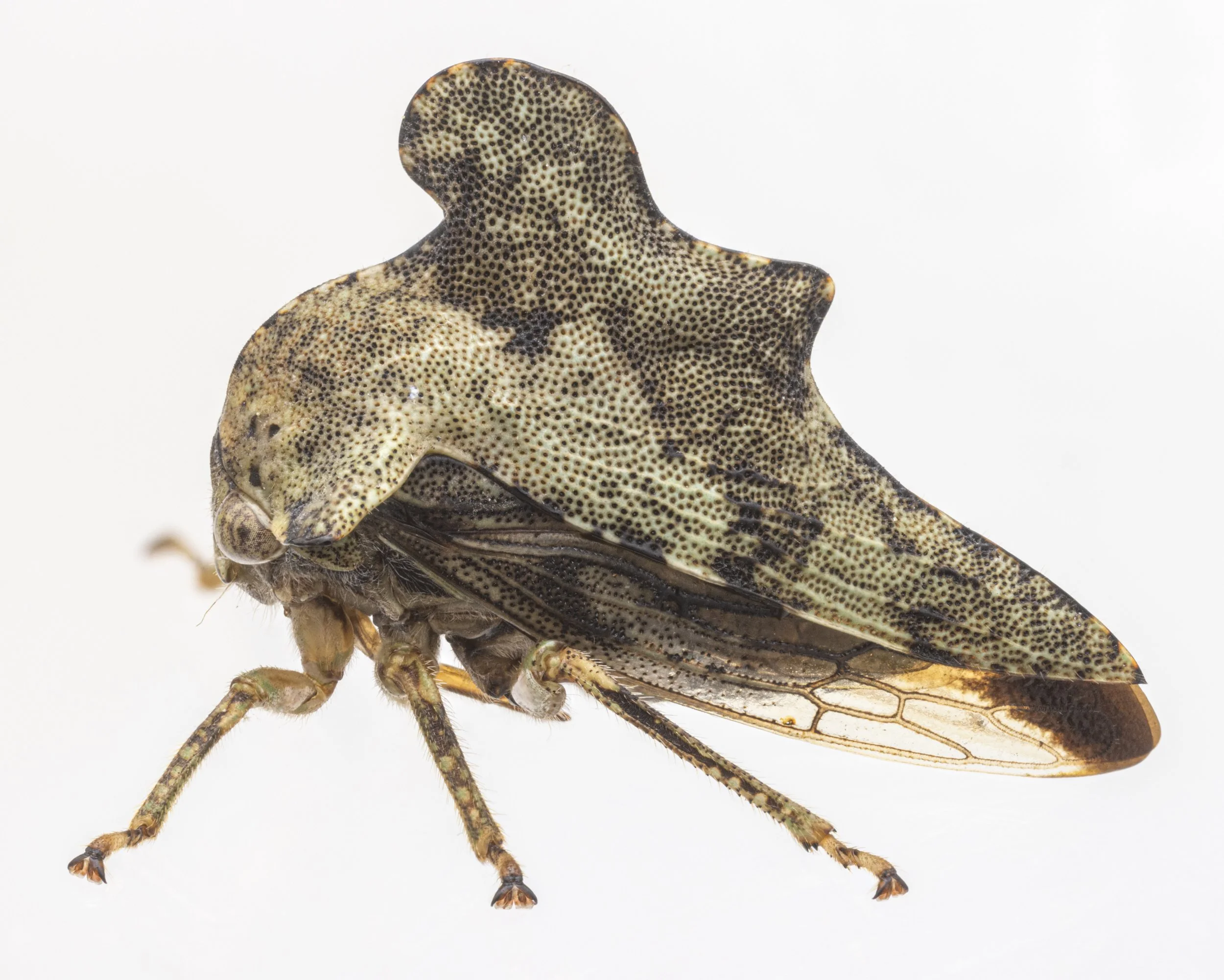 Heliria cristata | ♀