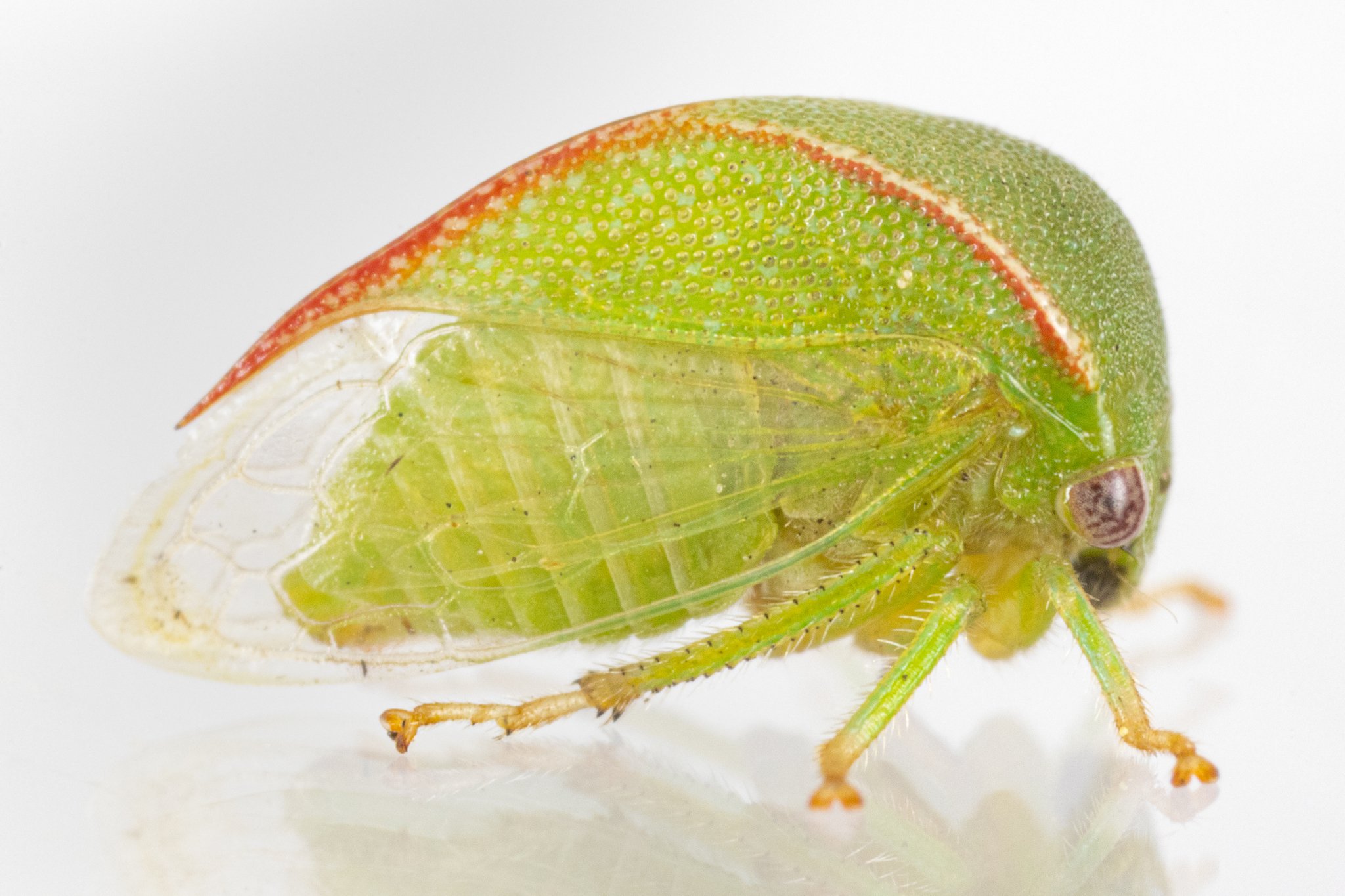 Spissistilus festinus | ♂