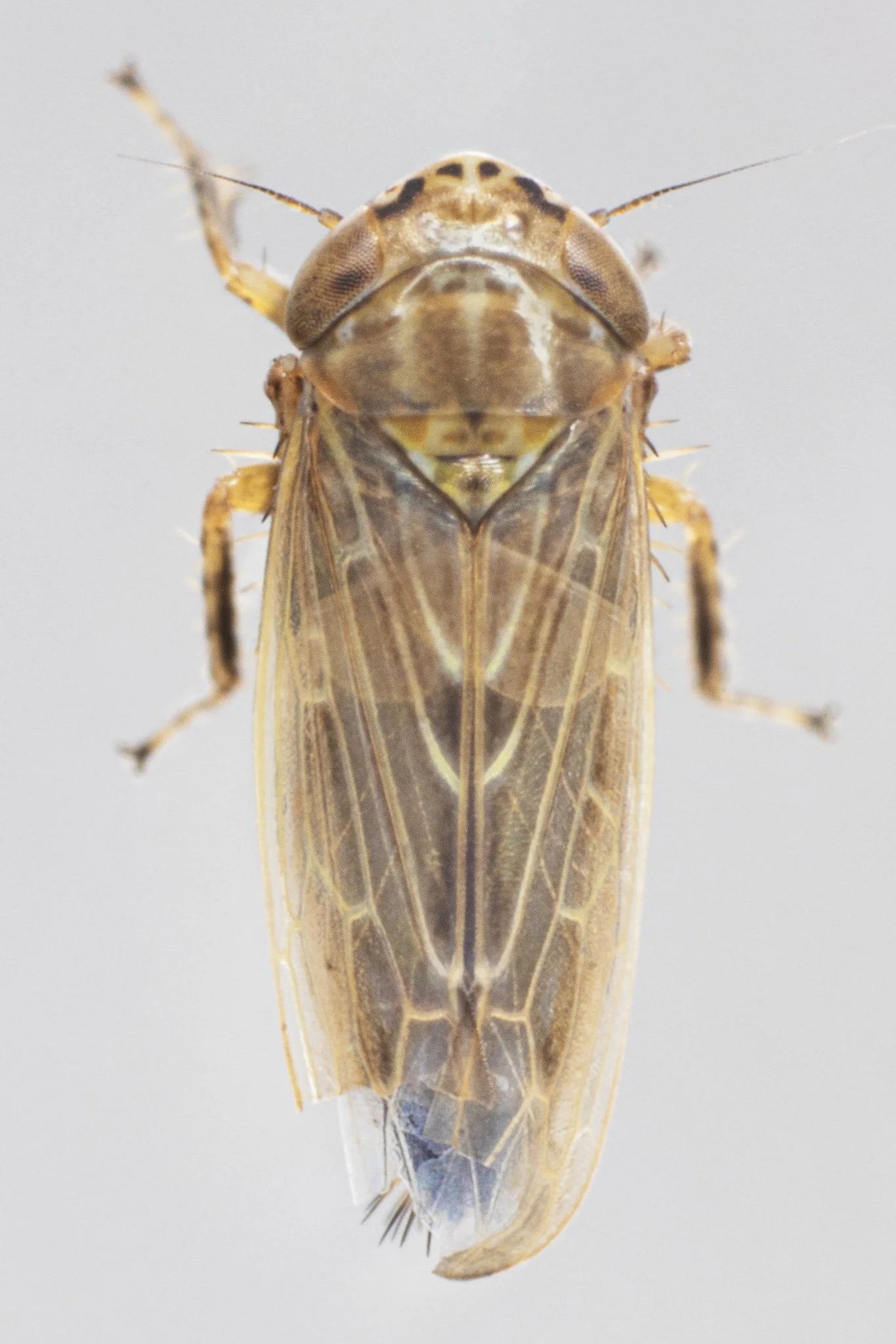 Deltocephalus balli