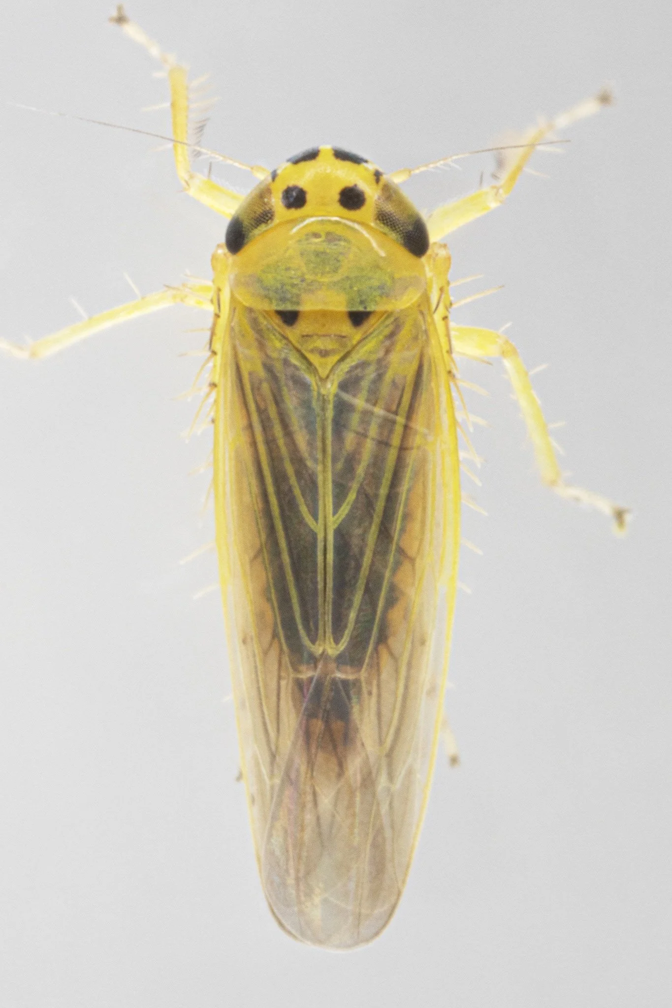 Macrosteles lepidus