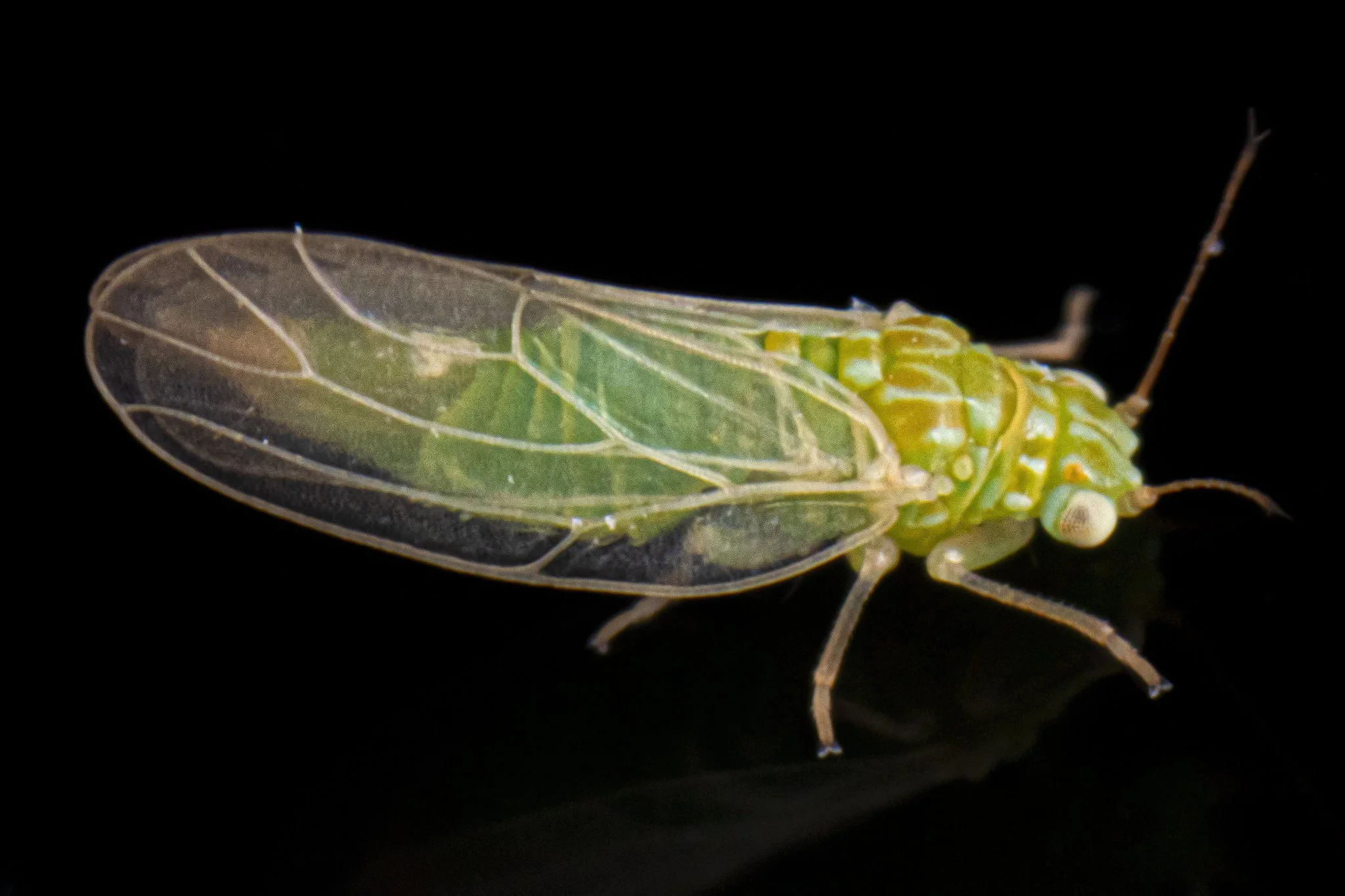 Craspedolepta flavida