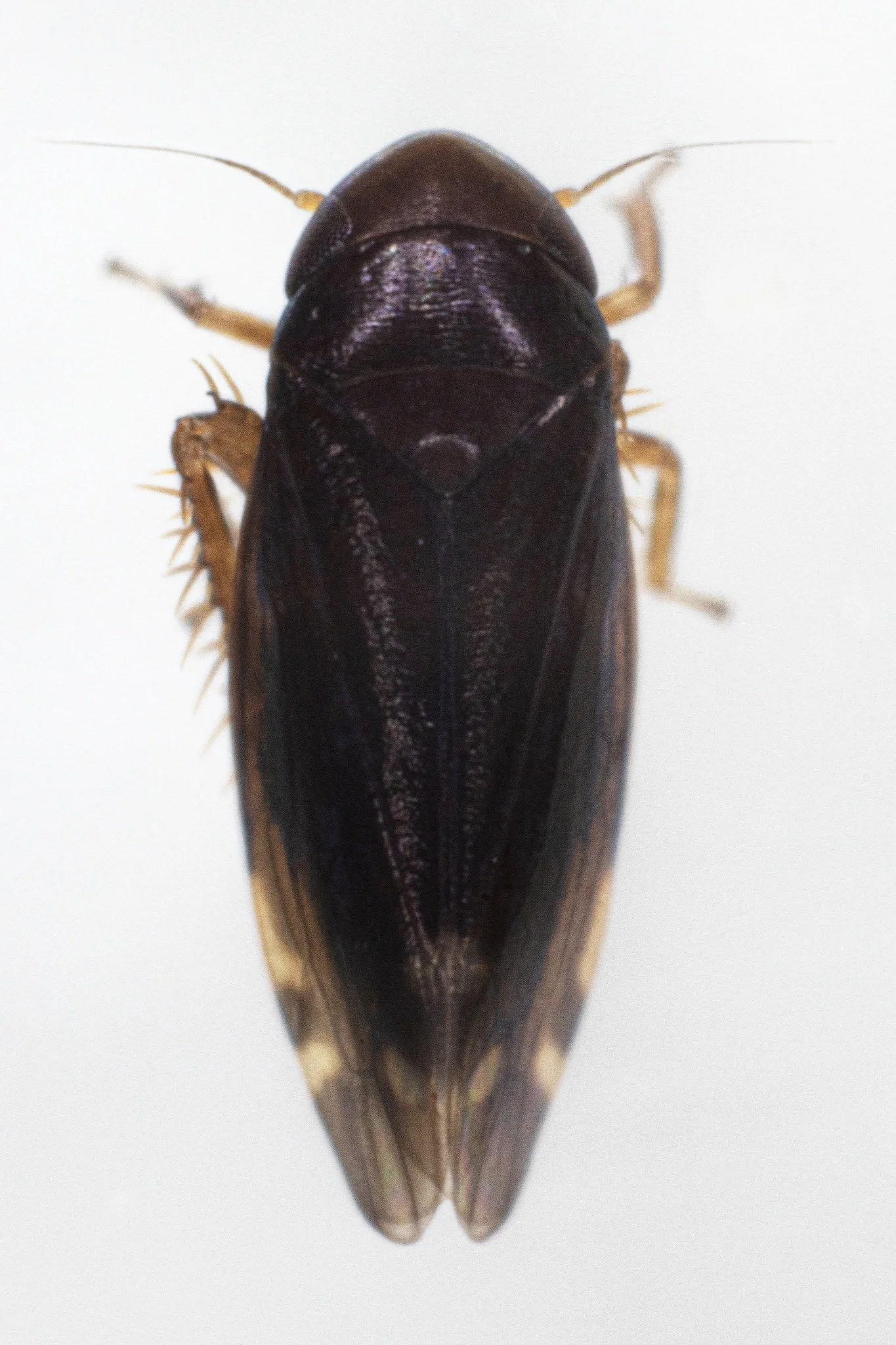 Xestocephalus brunneus