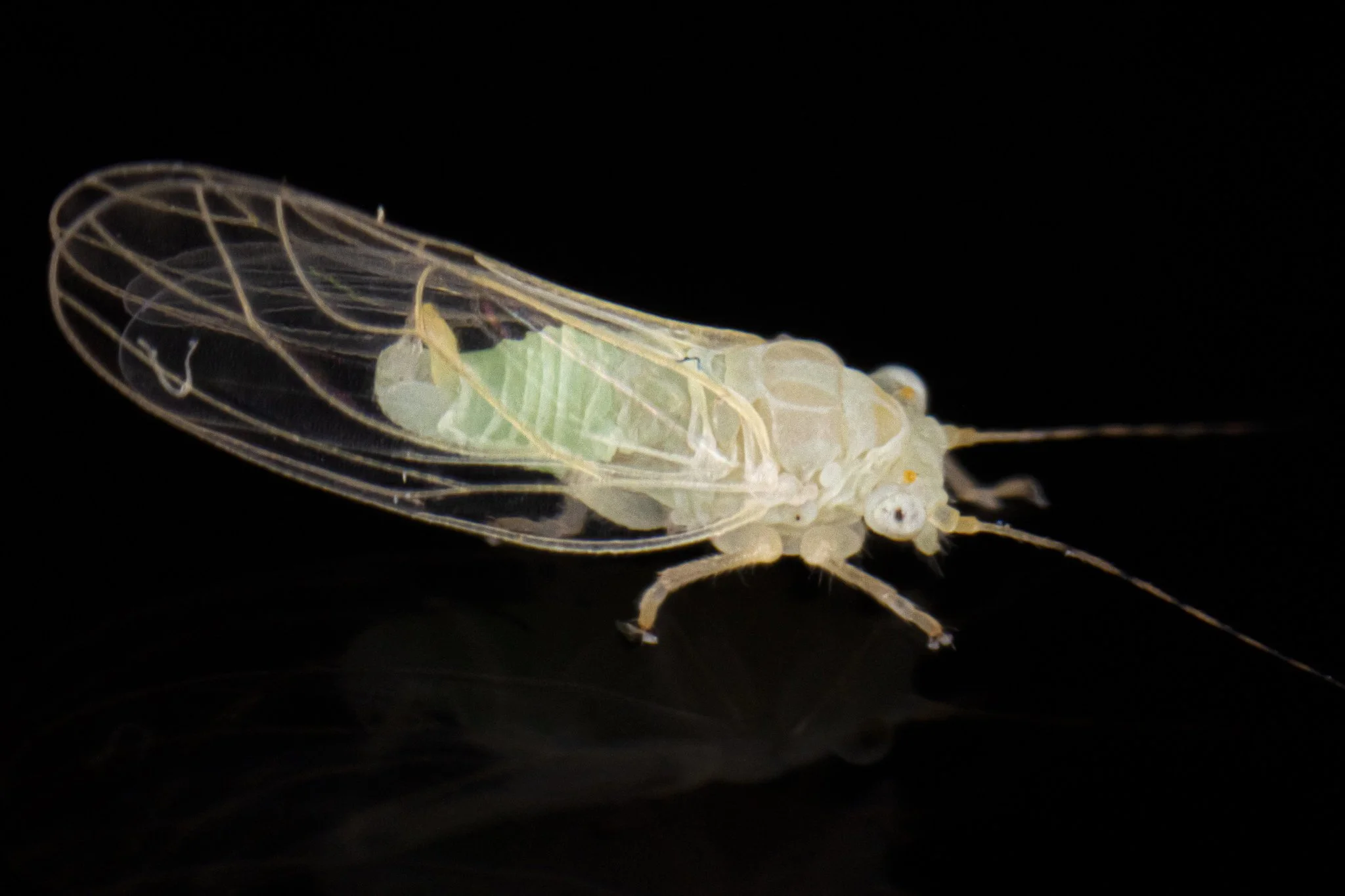 Cacopsylla annulata