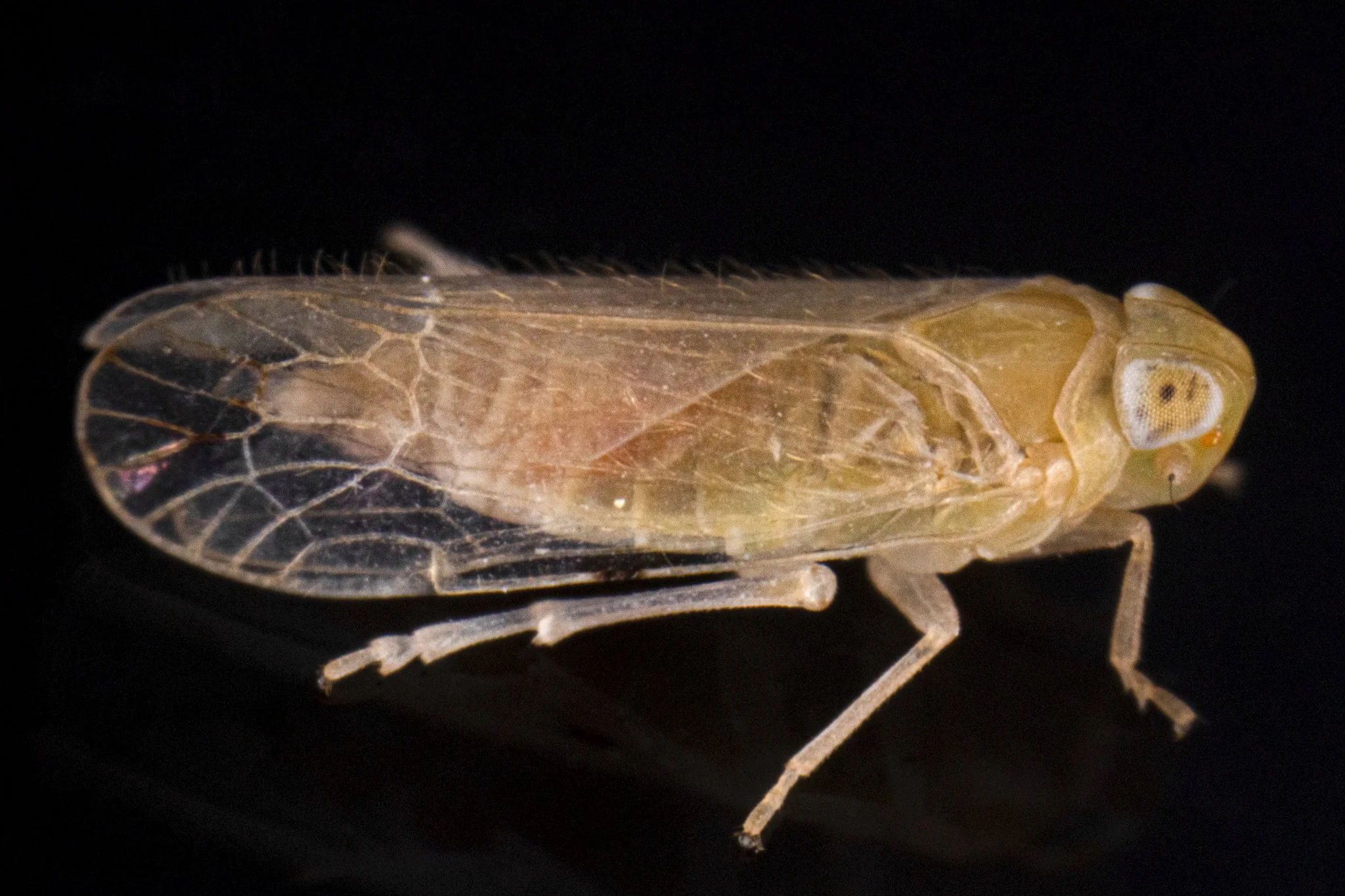 Haplaxius ovatus