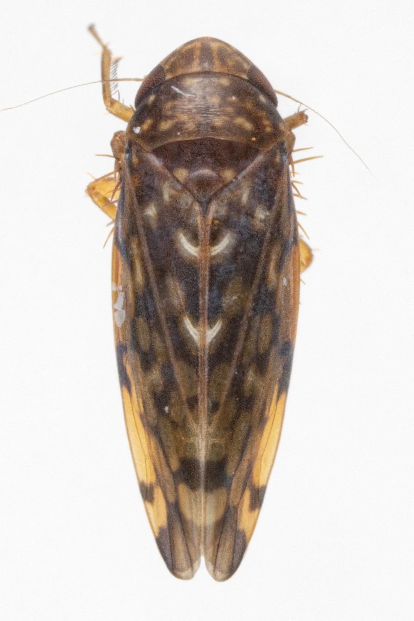 Xestocephalus n. sp.