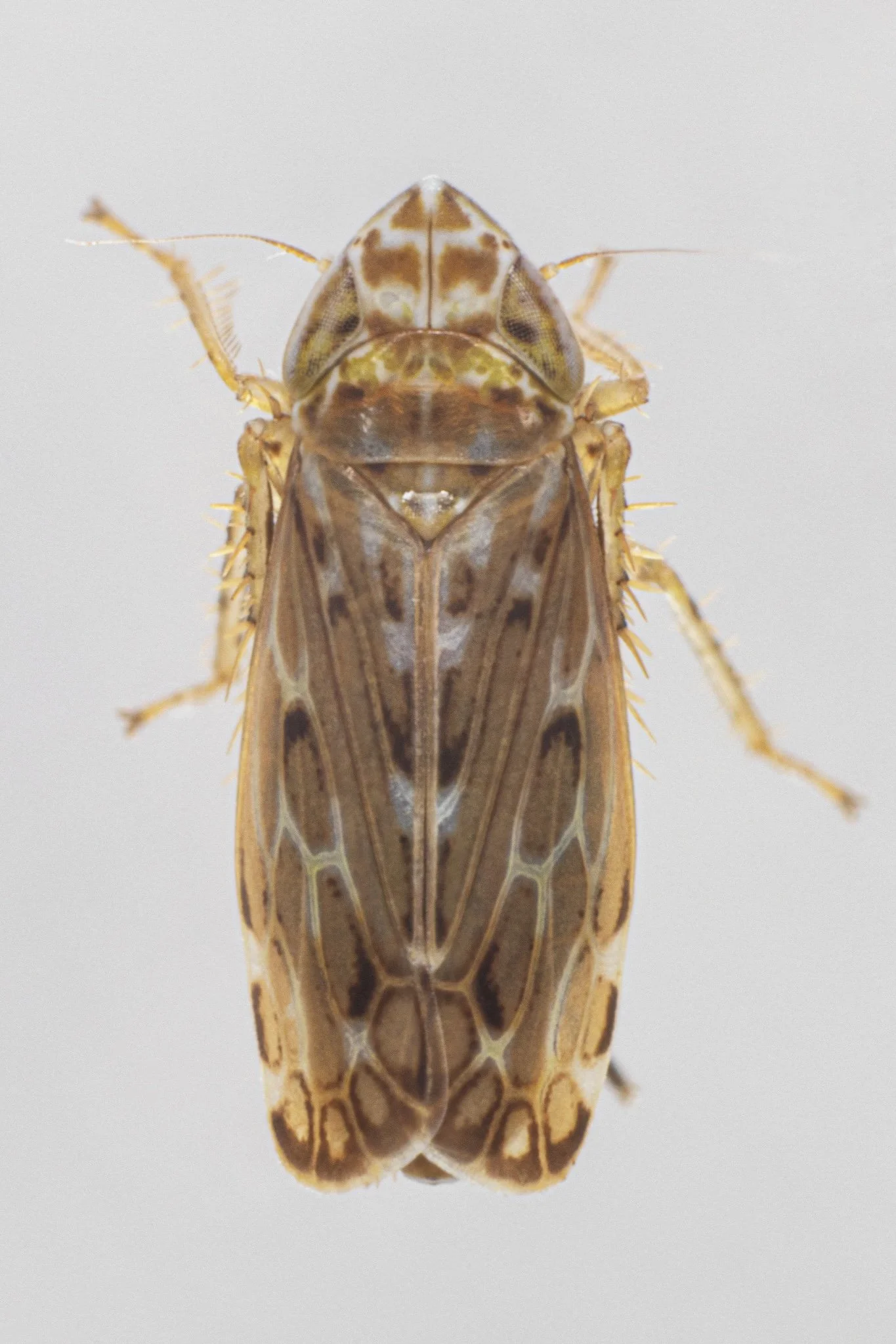 Latalus personatus