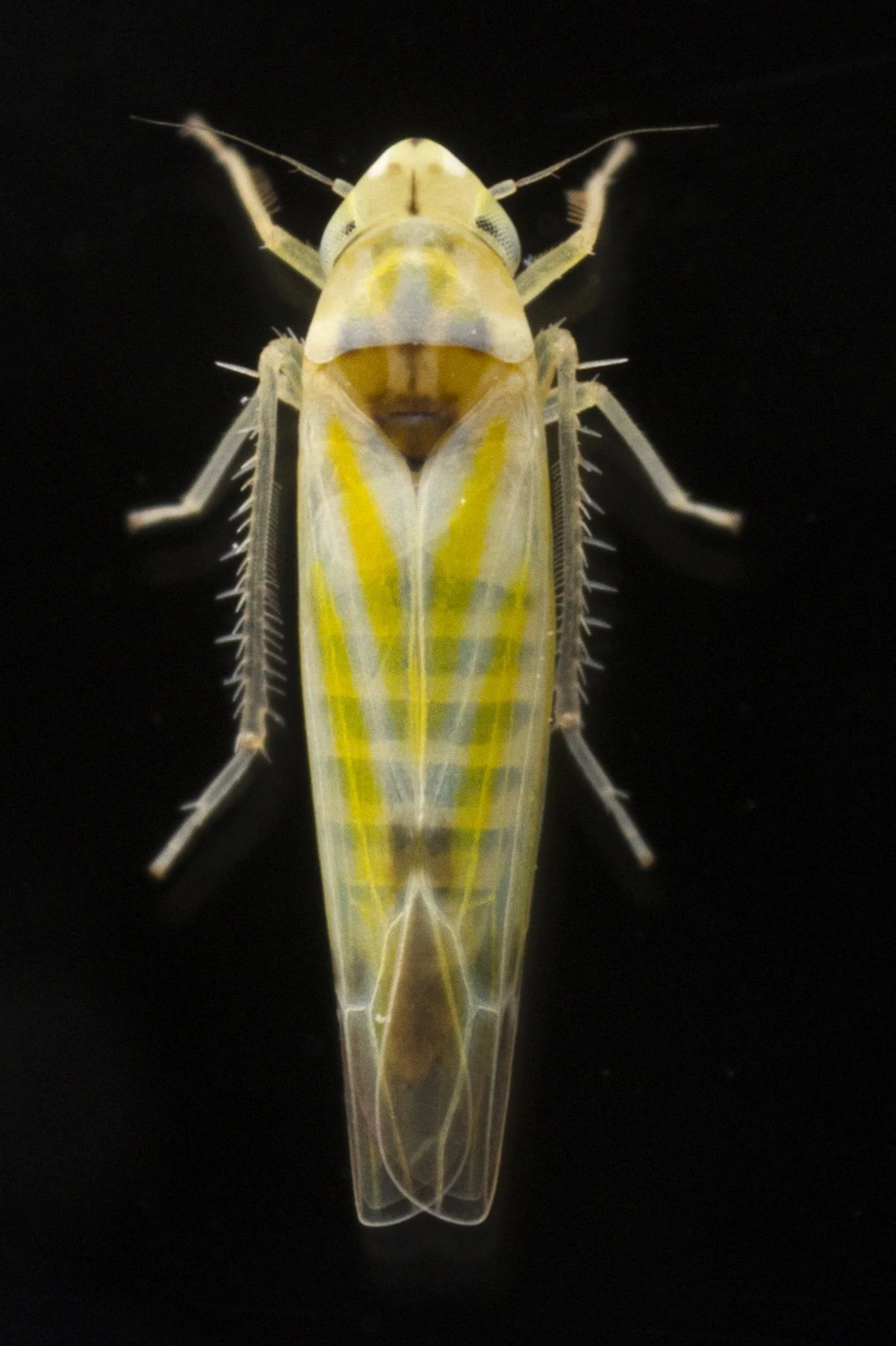 Zyginama tripunctata