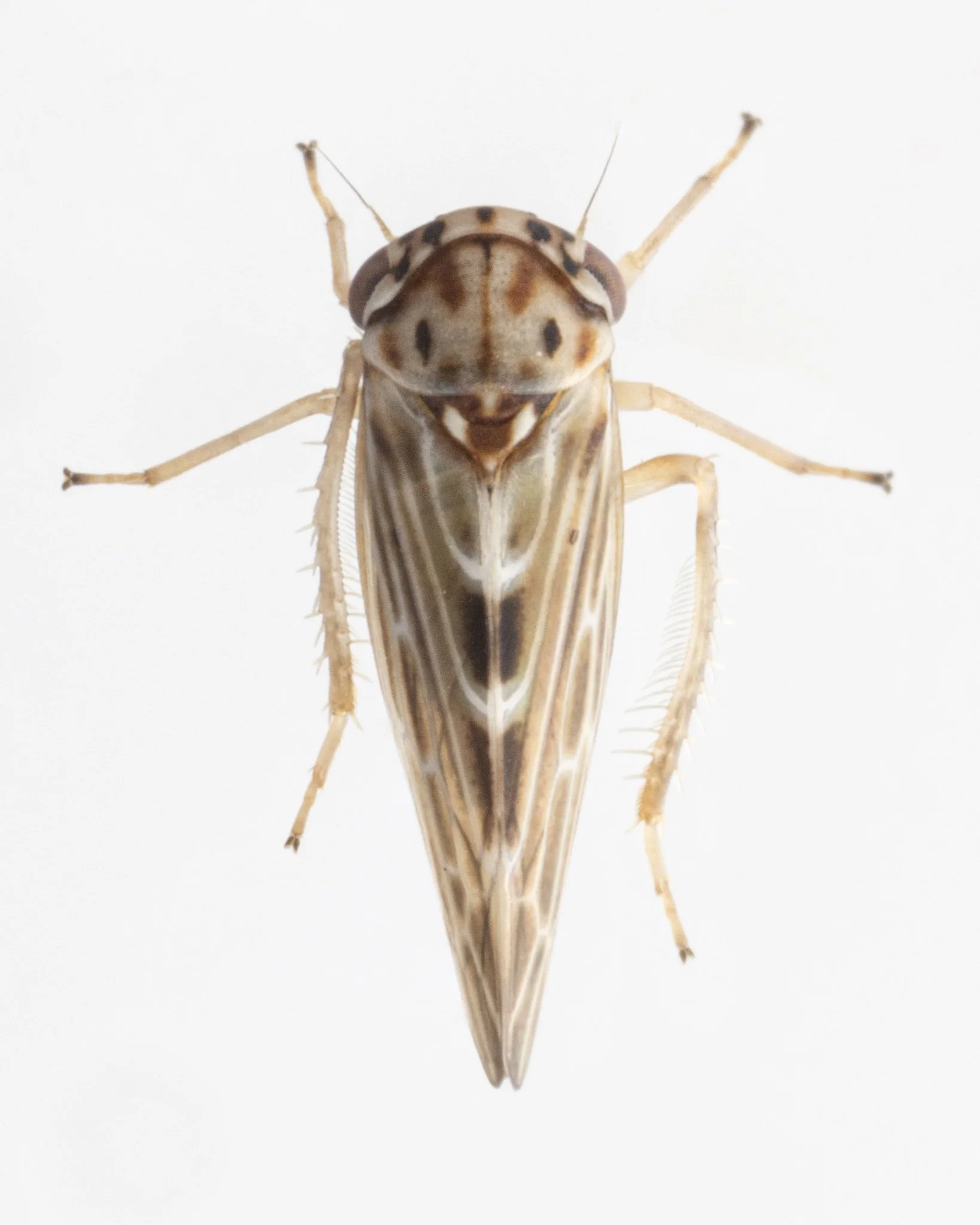 Agalliopsis variabilis