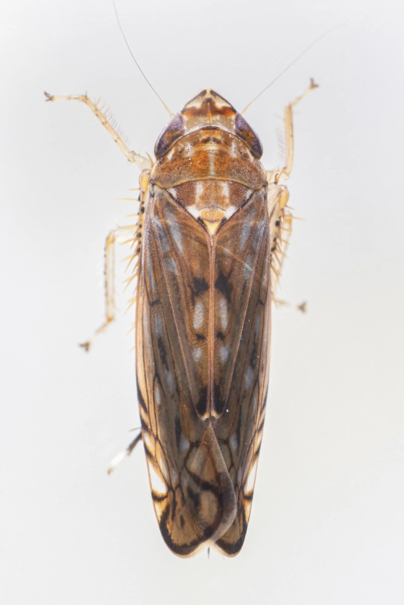Scaphoideus merus