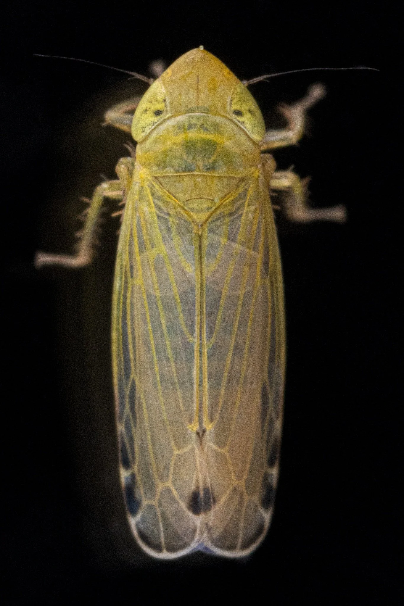 Cosmotettix paludosus