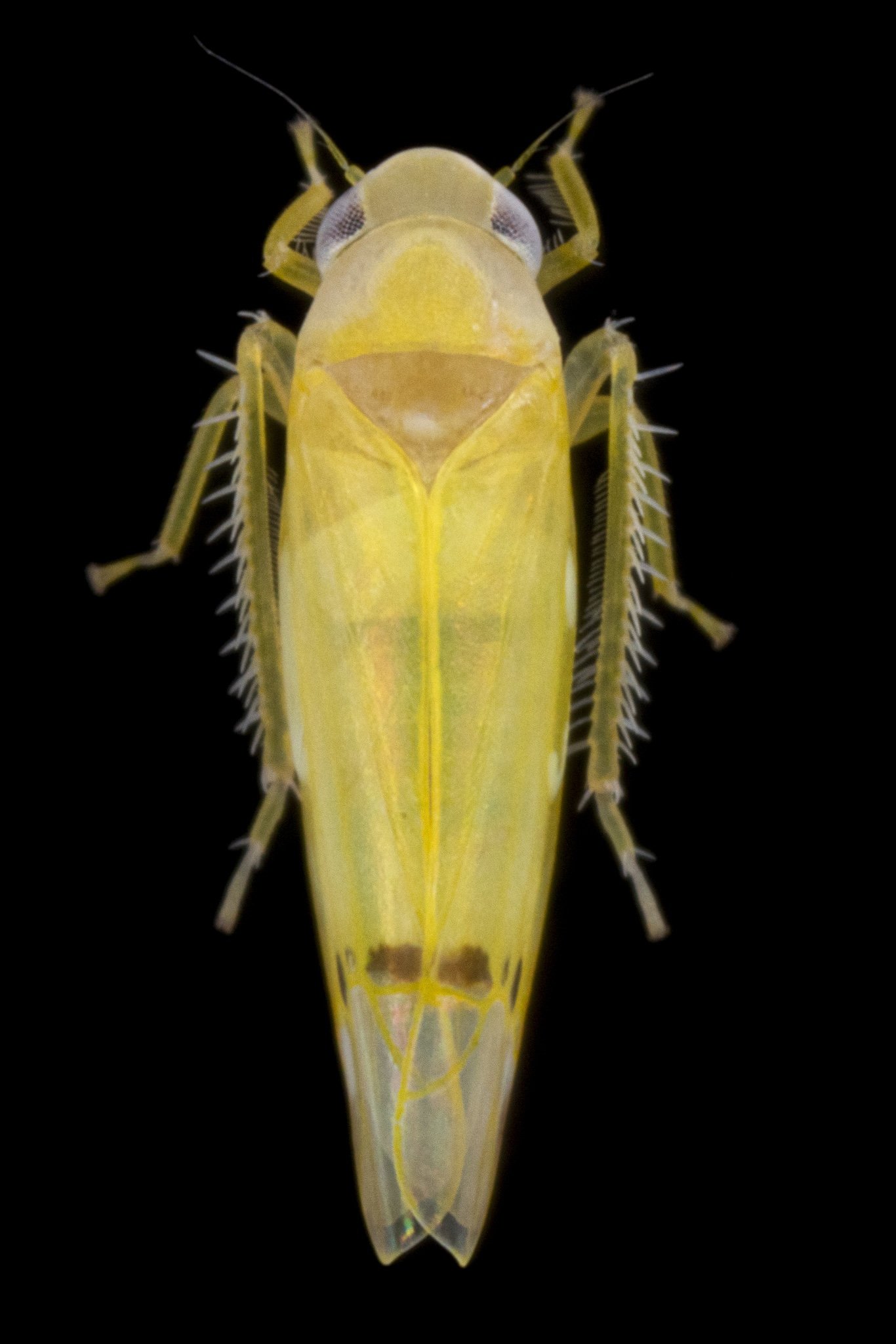 Ossiannilssonola sp.