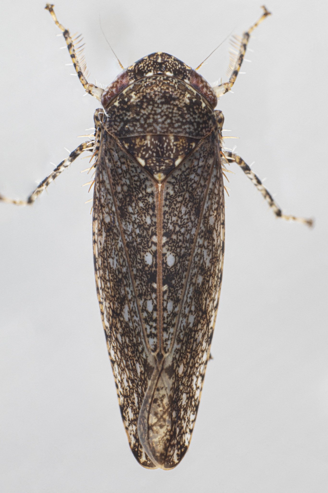 Paraphlepsius irroratus