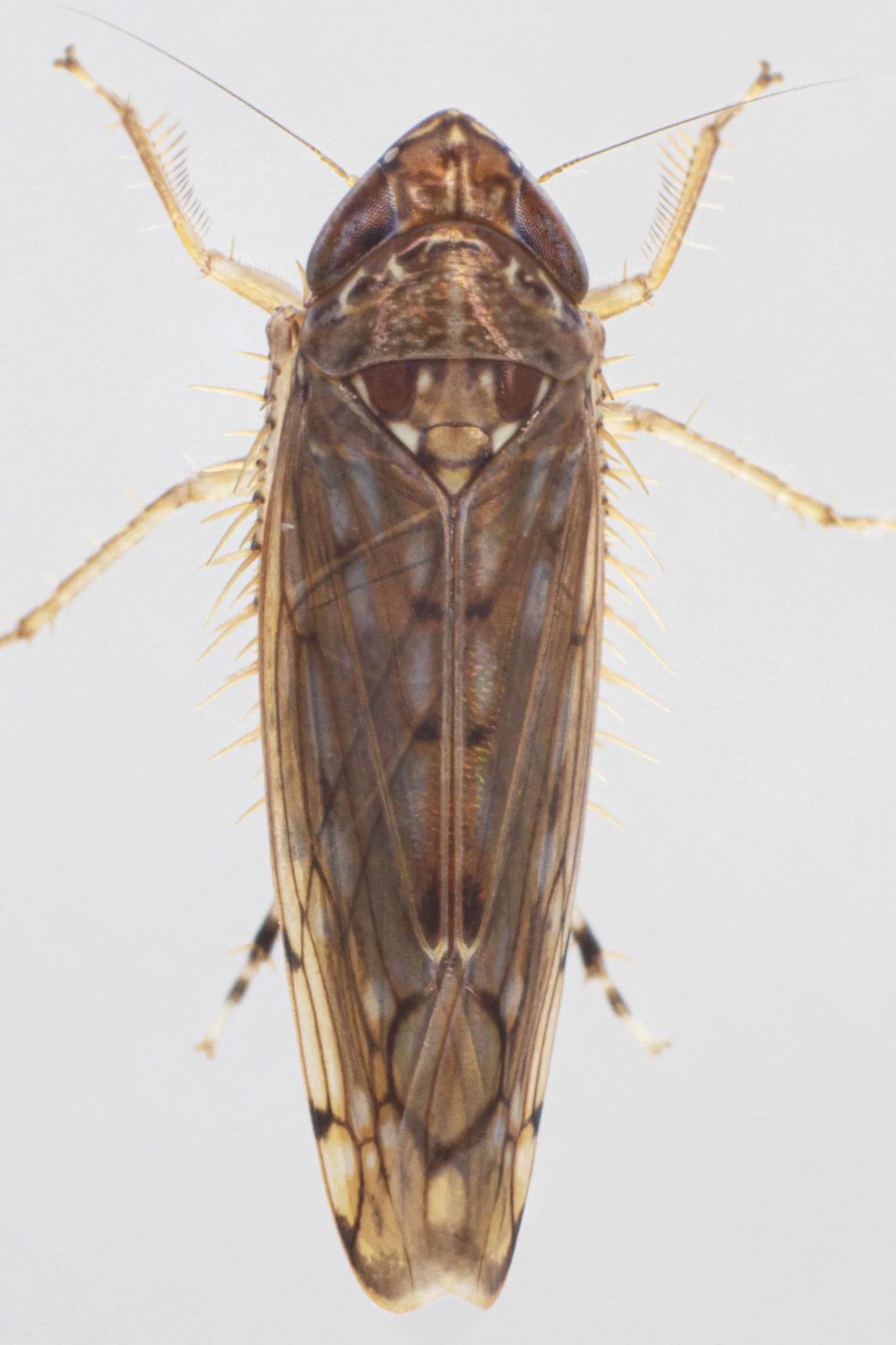Osbornellus consors