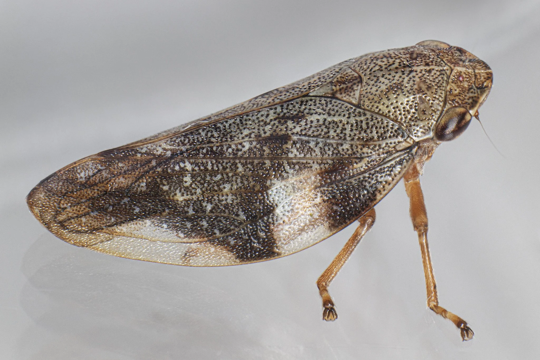 Aphrophora alni