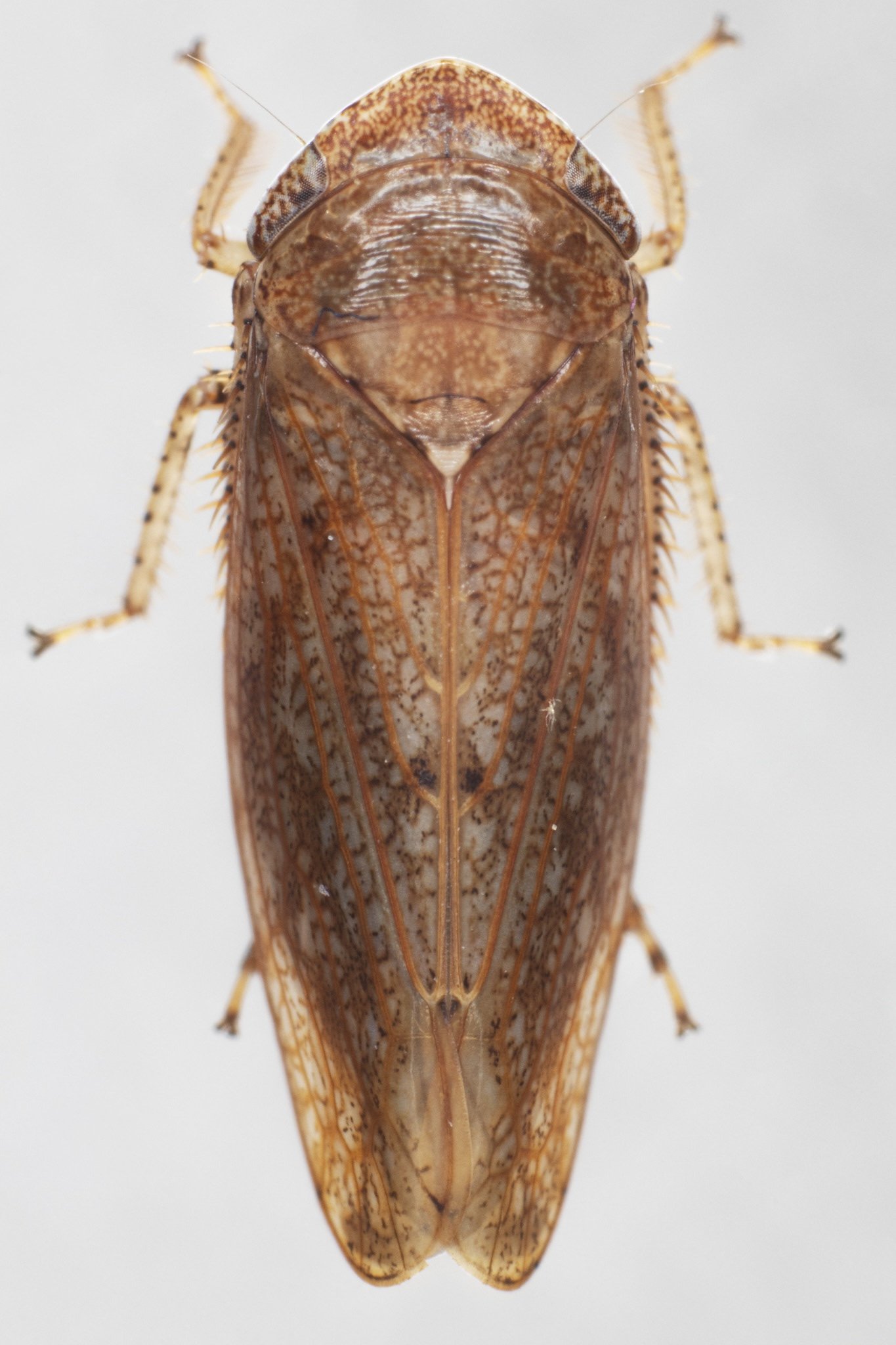 Paraphlepsius solidaginis