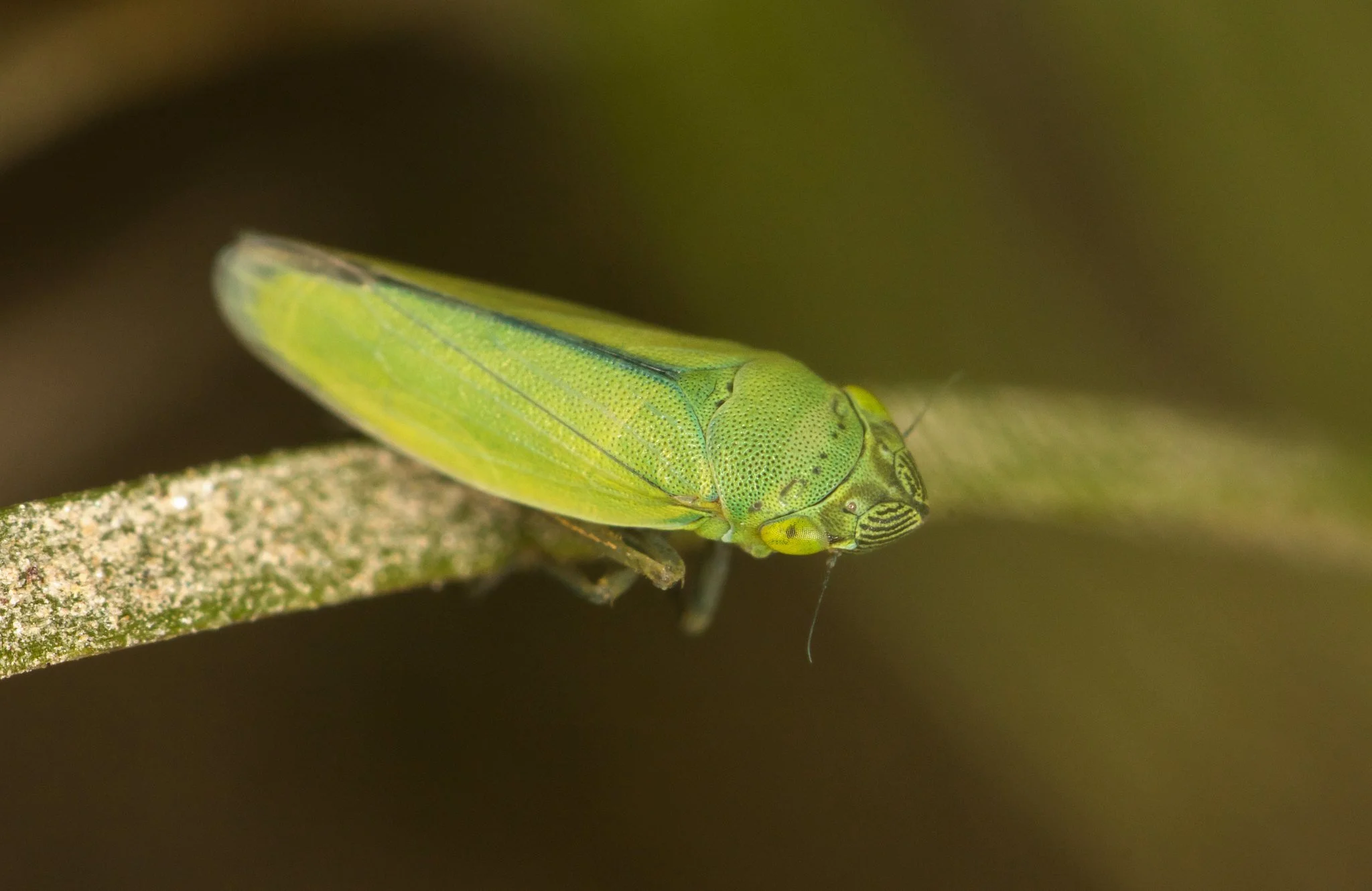 Helochara communis
