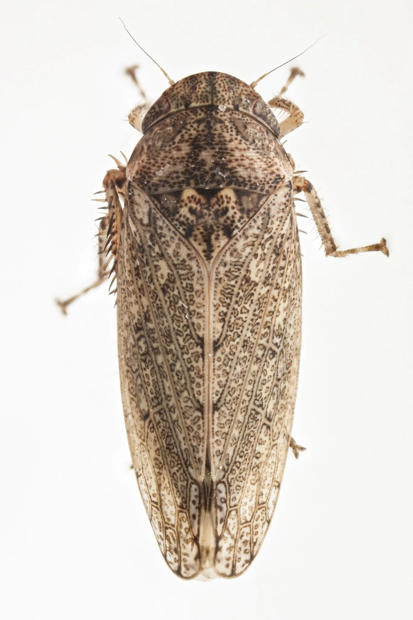 Curtara insularis