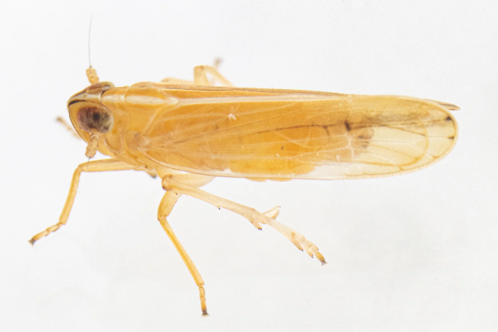 Stenocranus dorsalis
