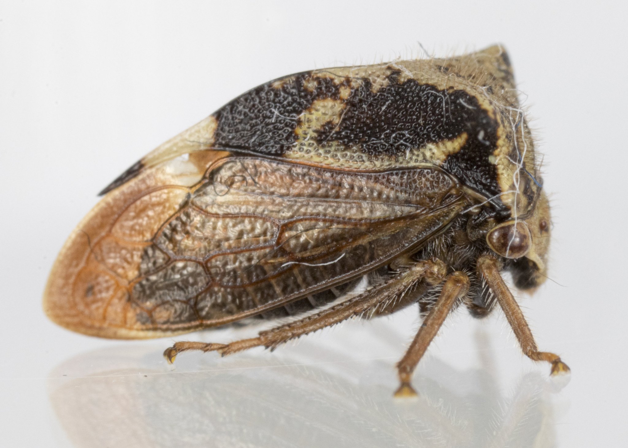 Stictocephala diceros | ♂