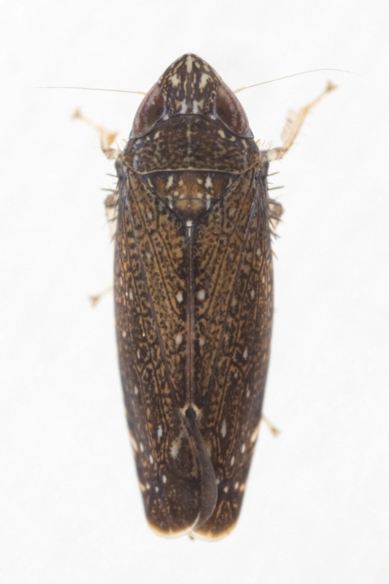 Scaphytopius nigrifrons