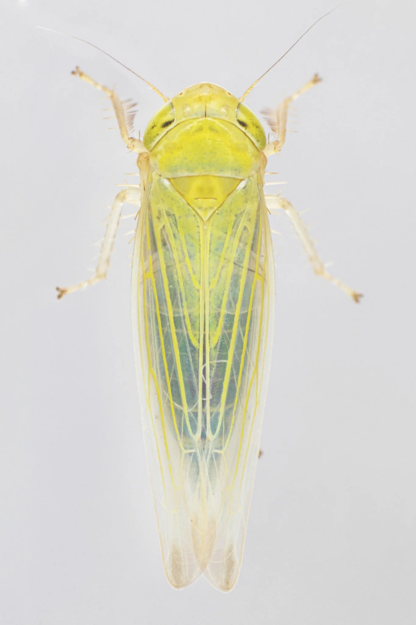 Elymana sulphurella
