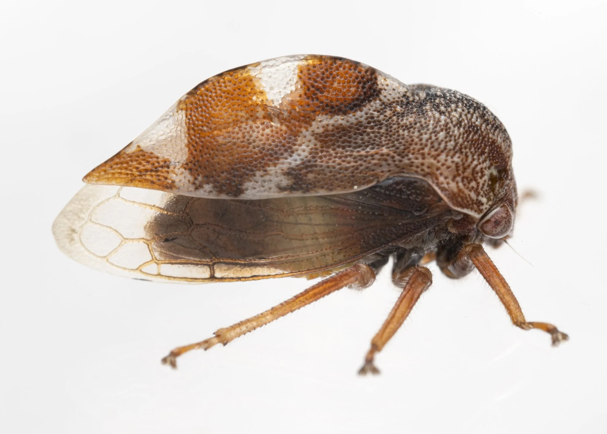 Xantholobus muticus | ♀