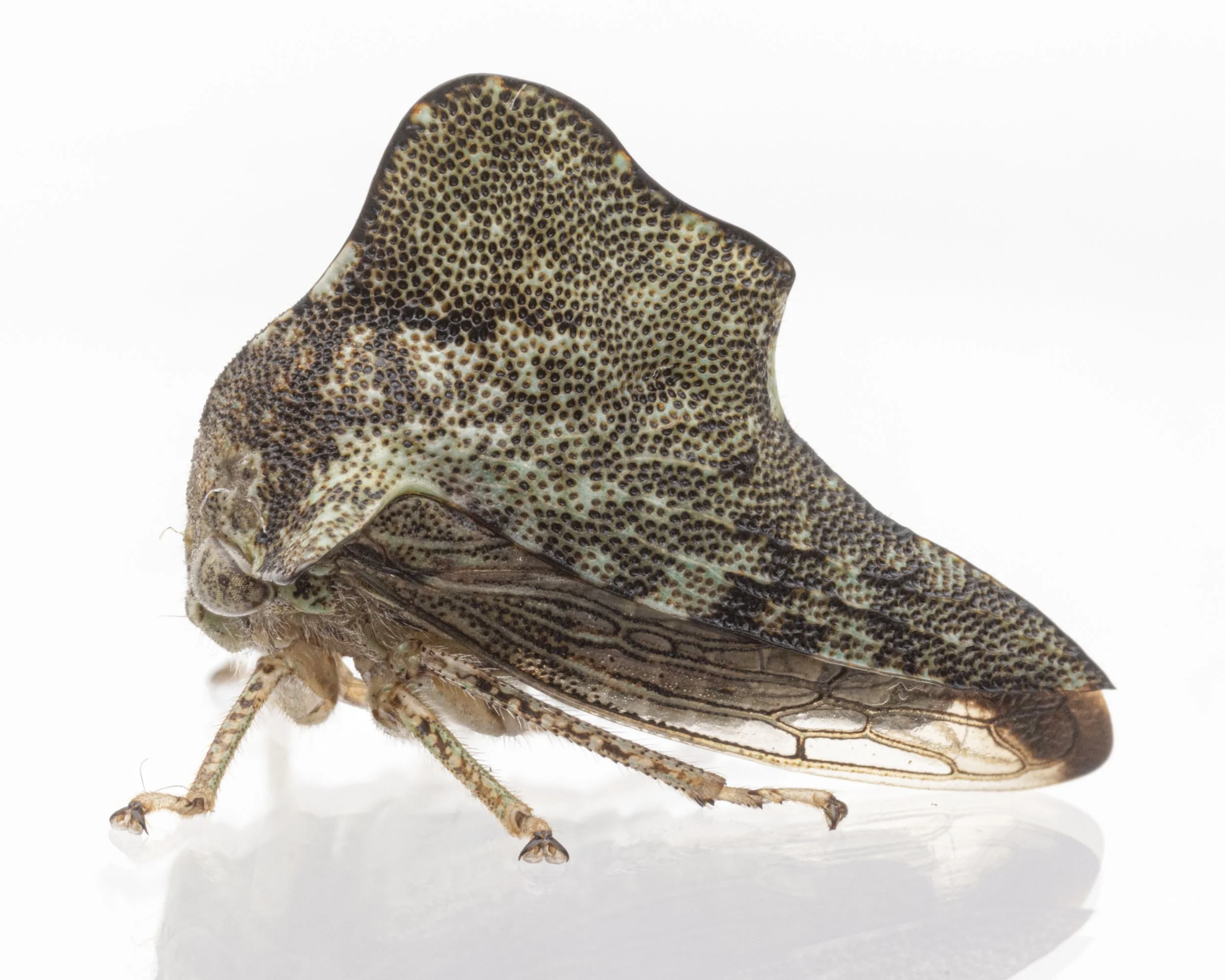 Heliria cornutula | ♂