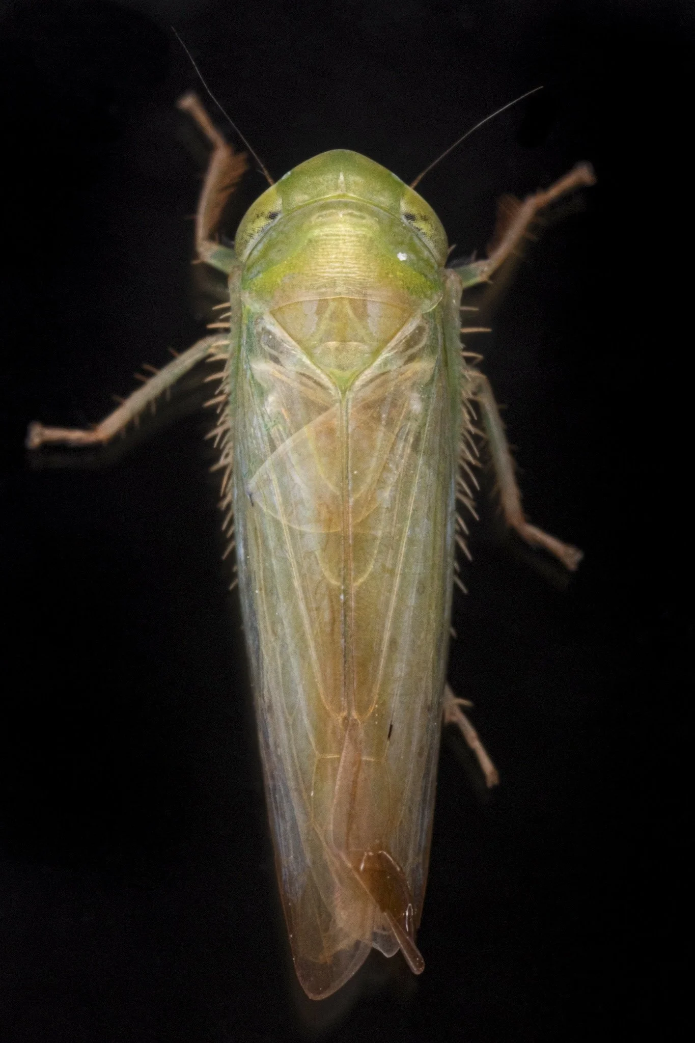 Chlorotettix attenuatus