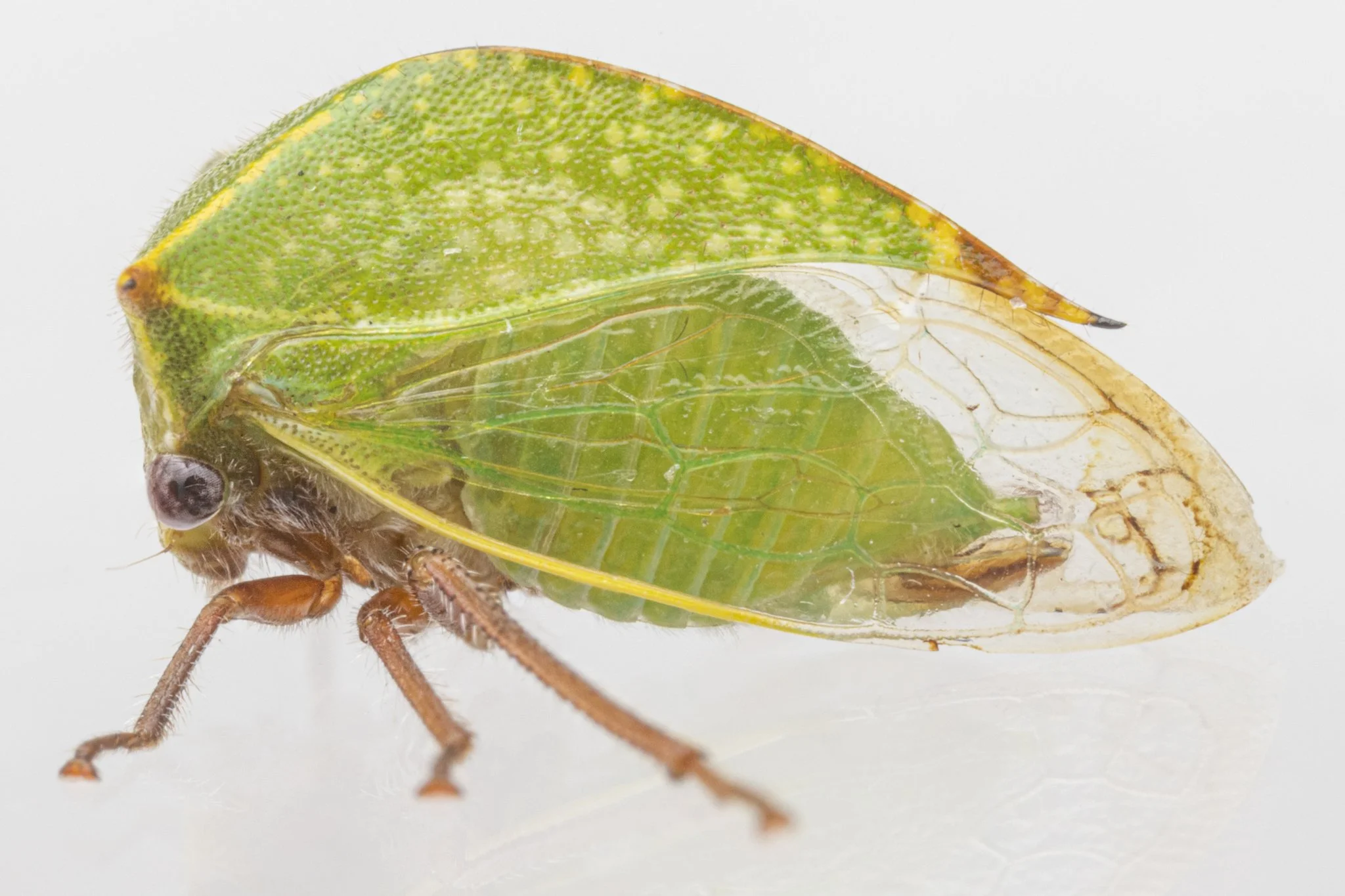 Tortistilus abnorma | ♂