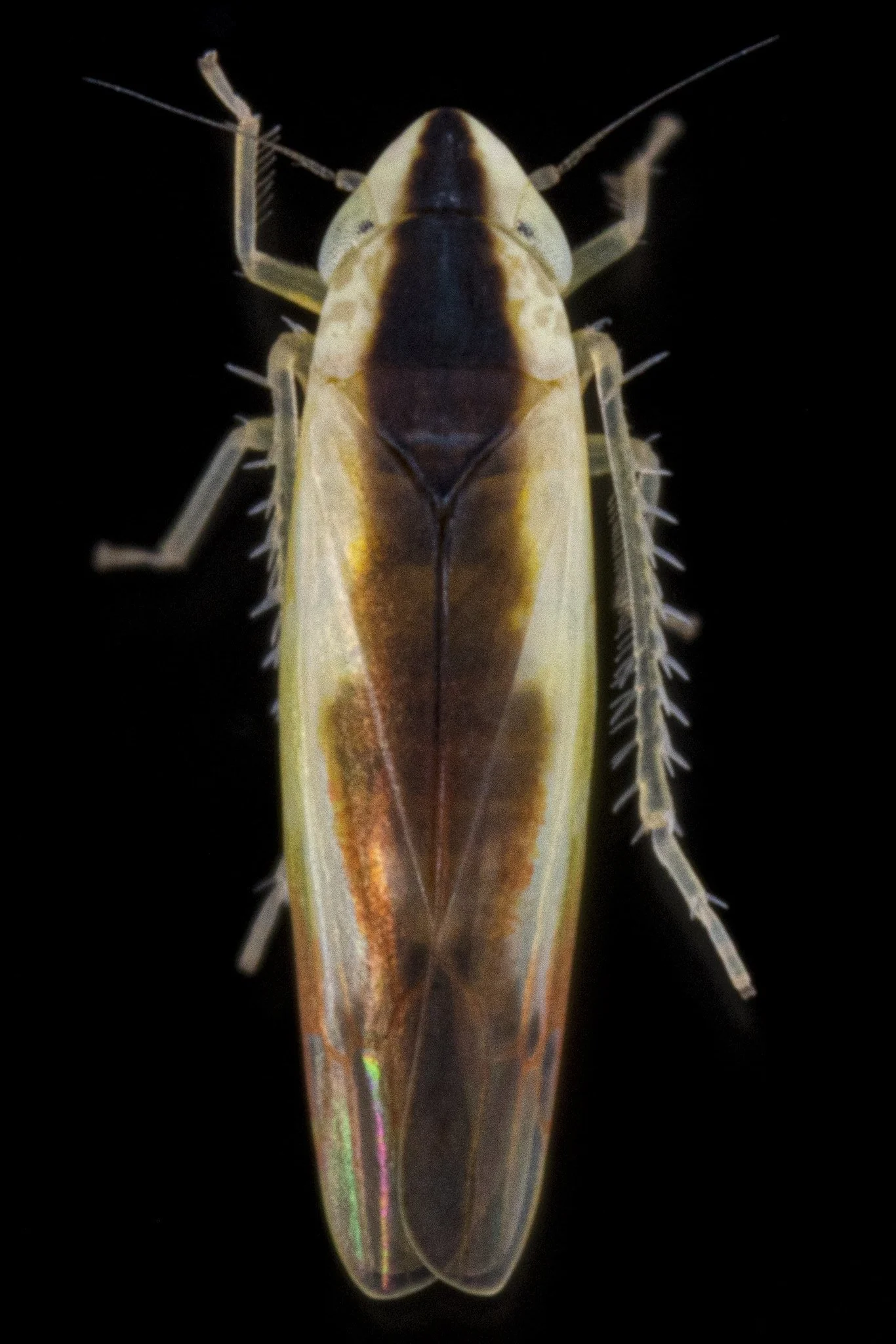 Erythridula cf. stolata