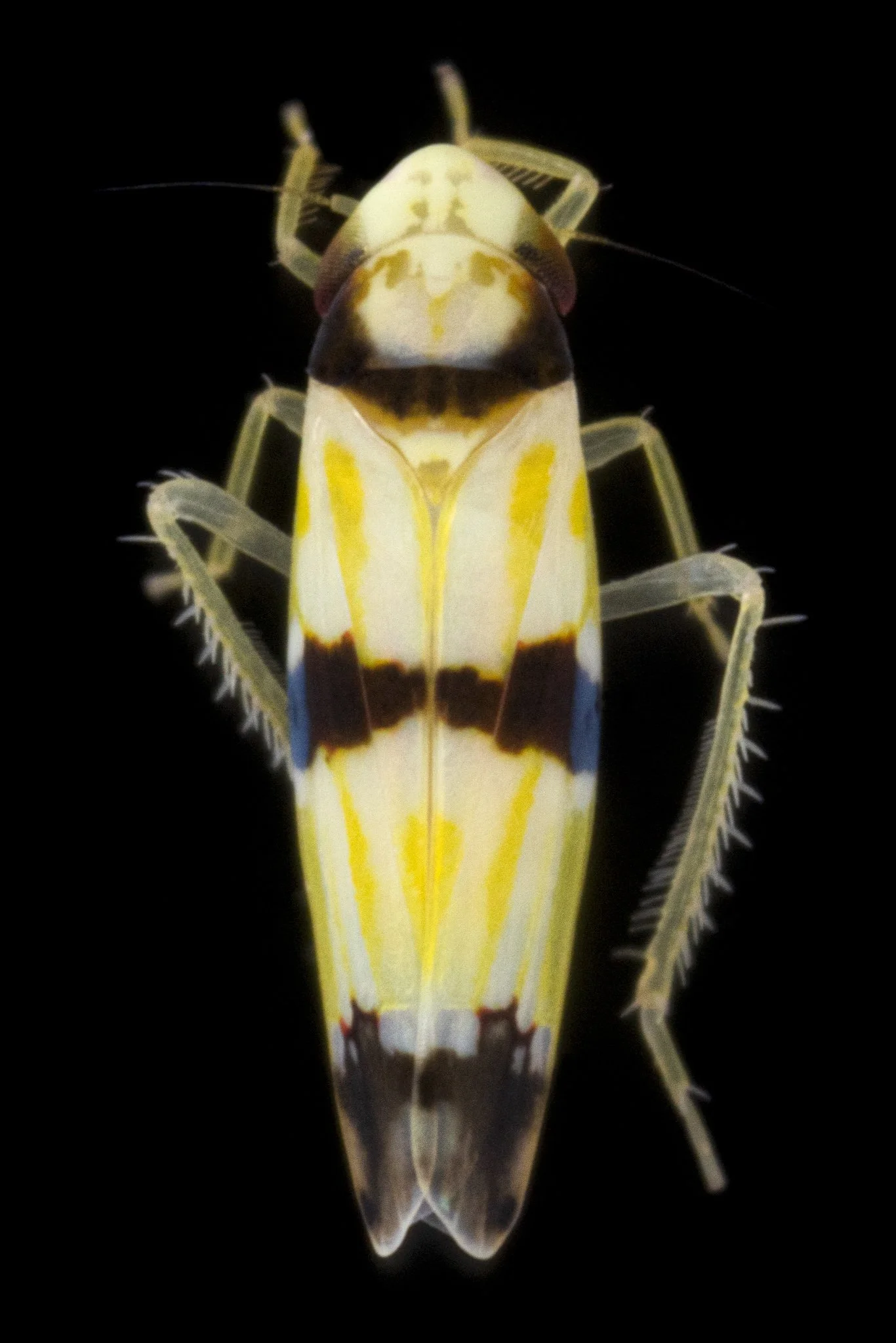 Erythroneura calycula