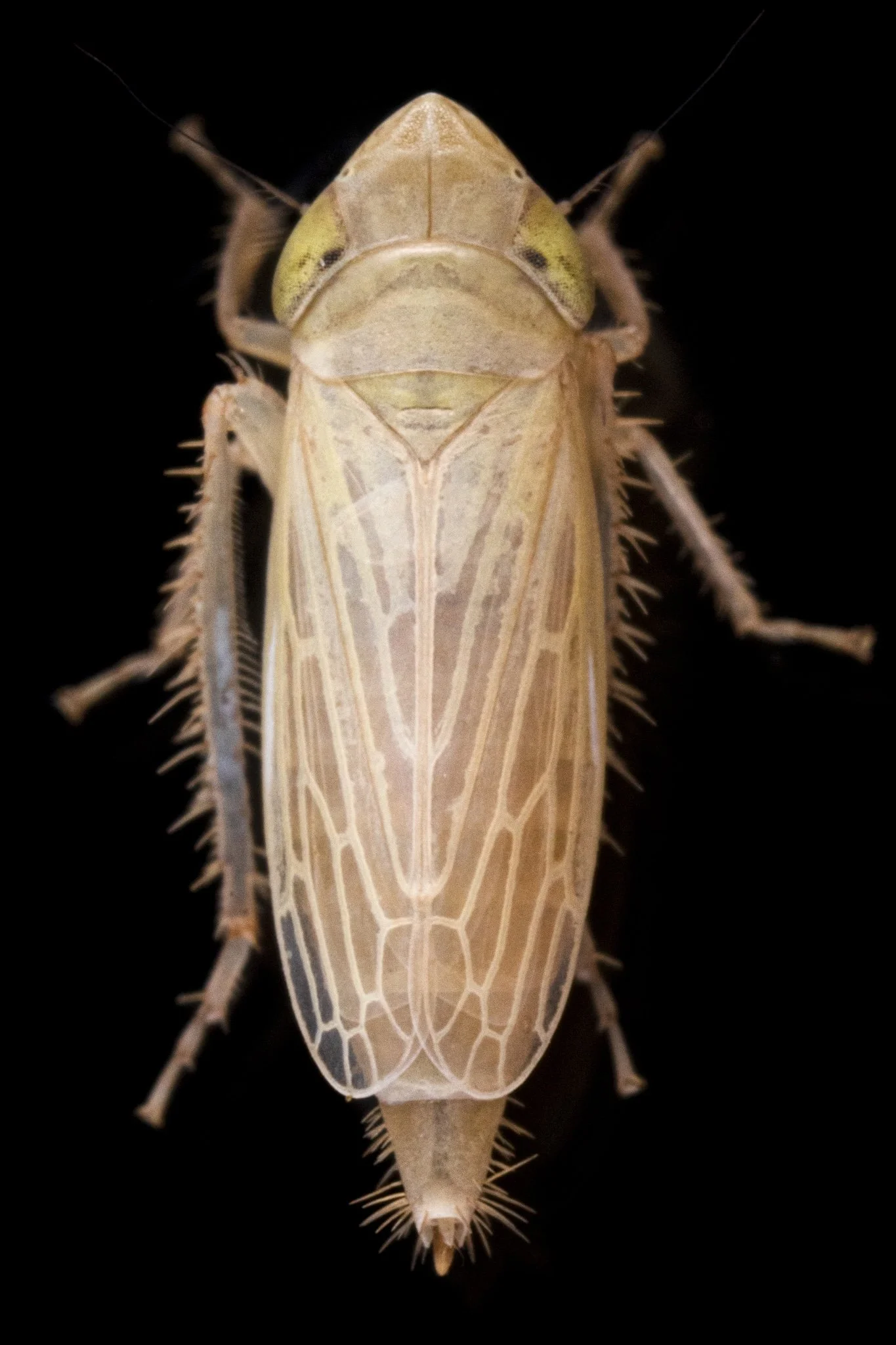 Amplicephalus littoralis