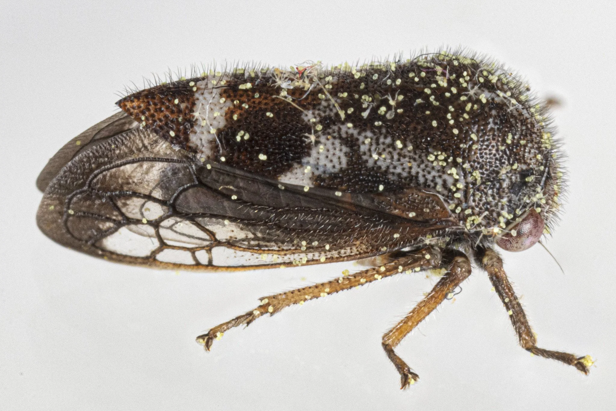 Ophiderma pubescens | ♂