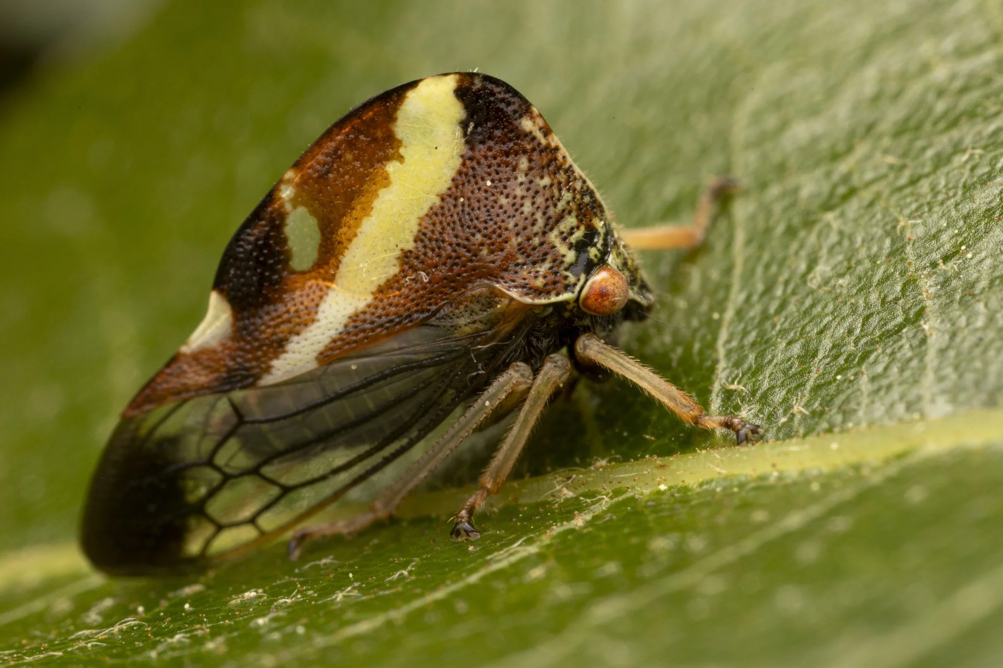 Smilia camelus