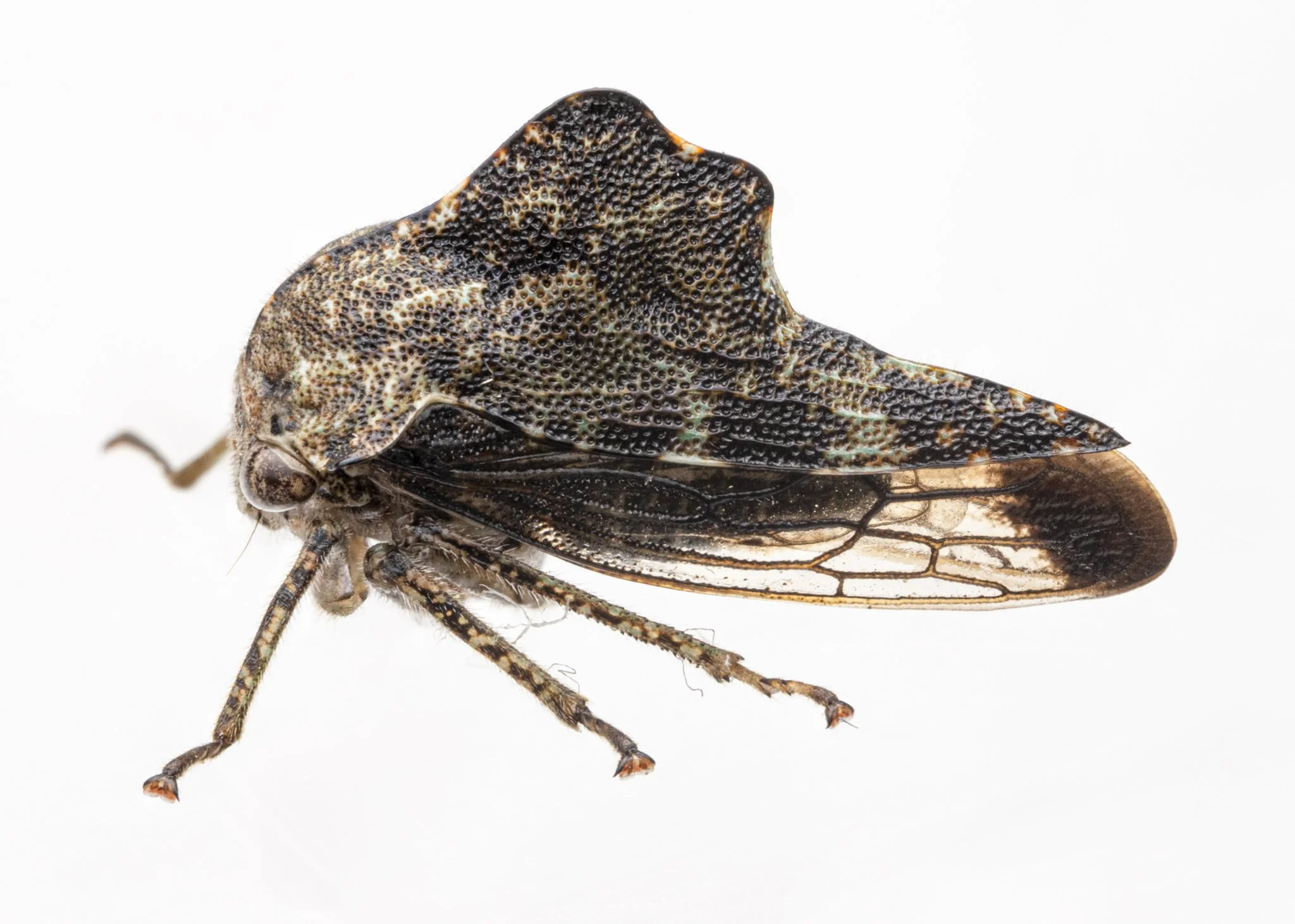 Heliria fitchi | ♂