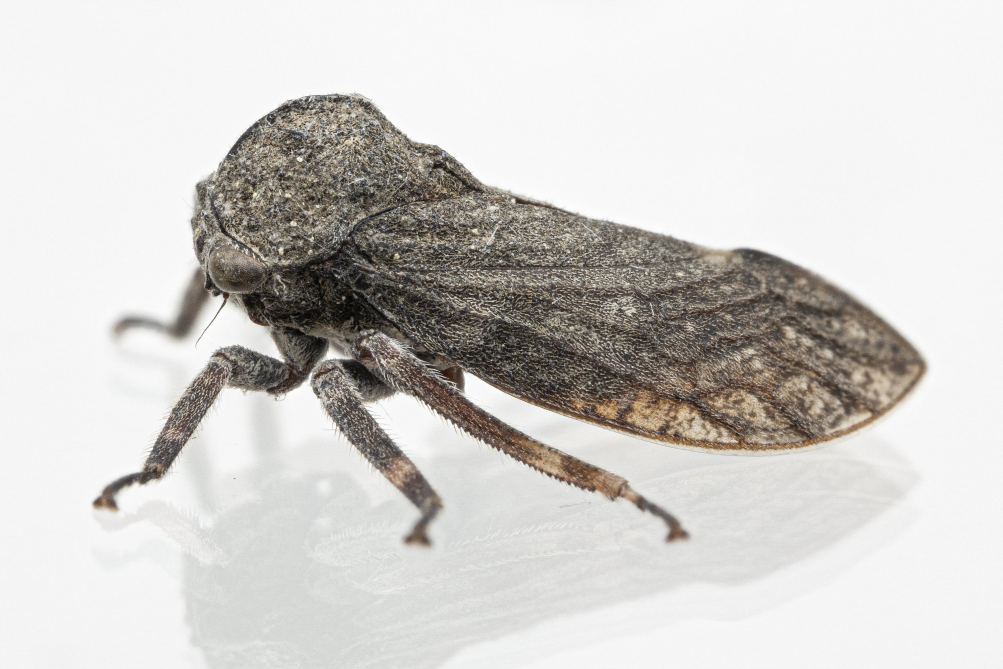 Microcentrus caryae | ♂