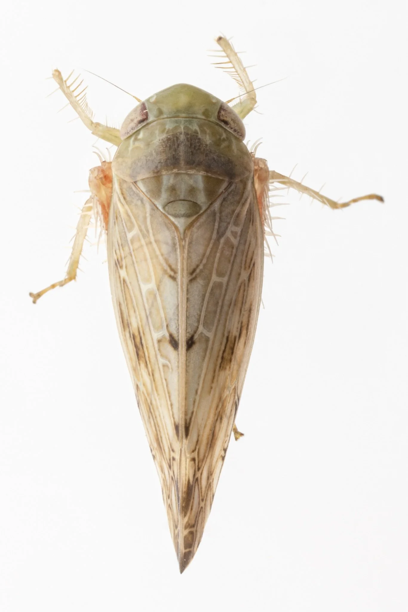 Acinopterus sp.