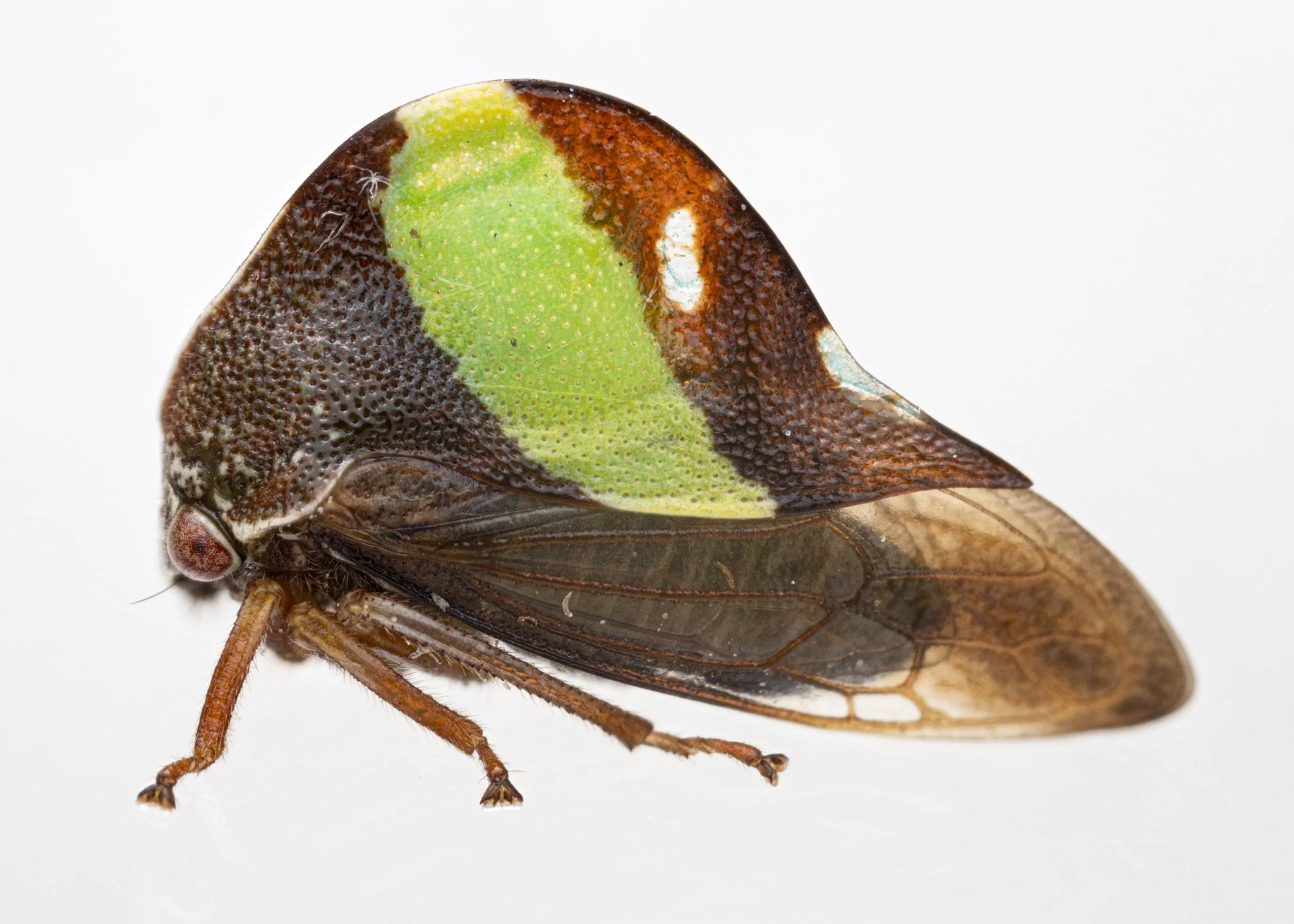 Smilia fasciata | ♀