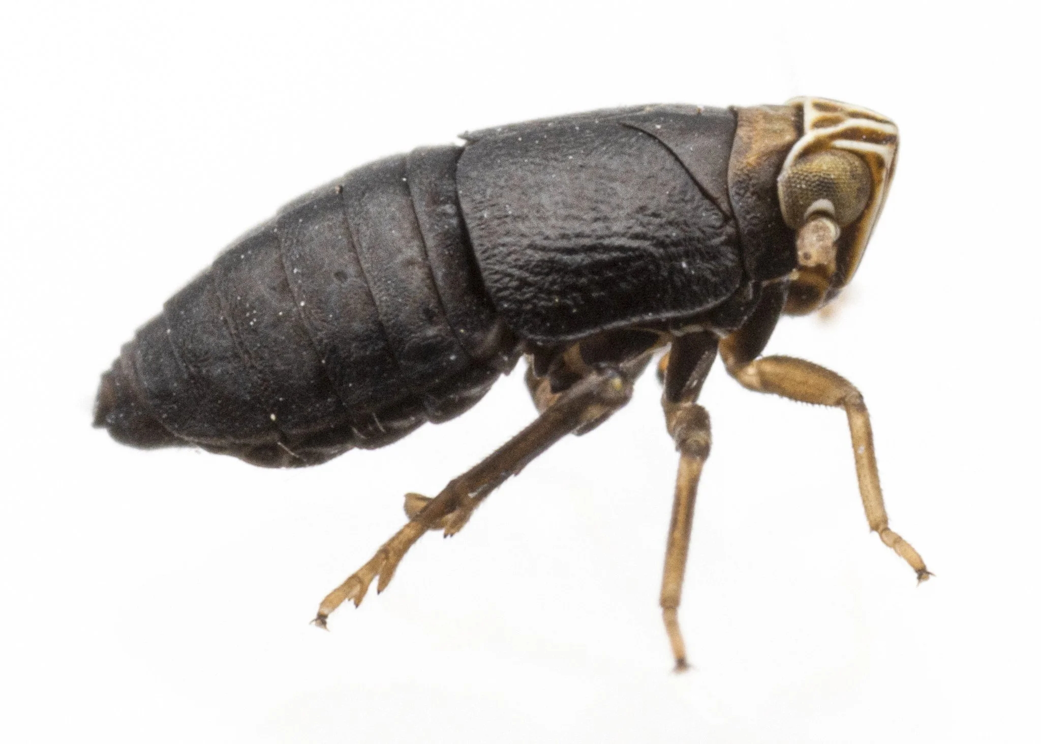 Akemetopon inornatum