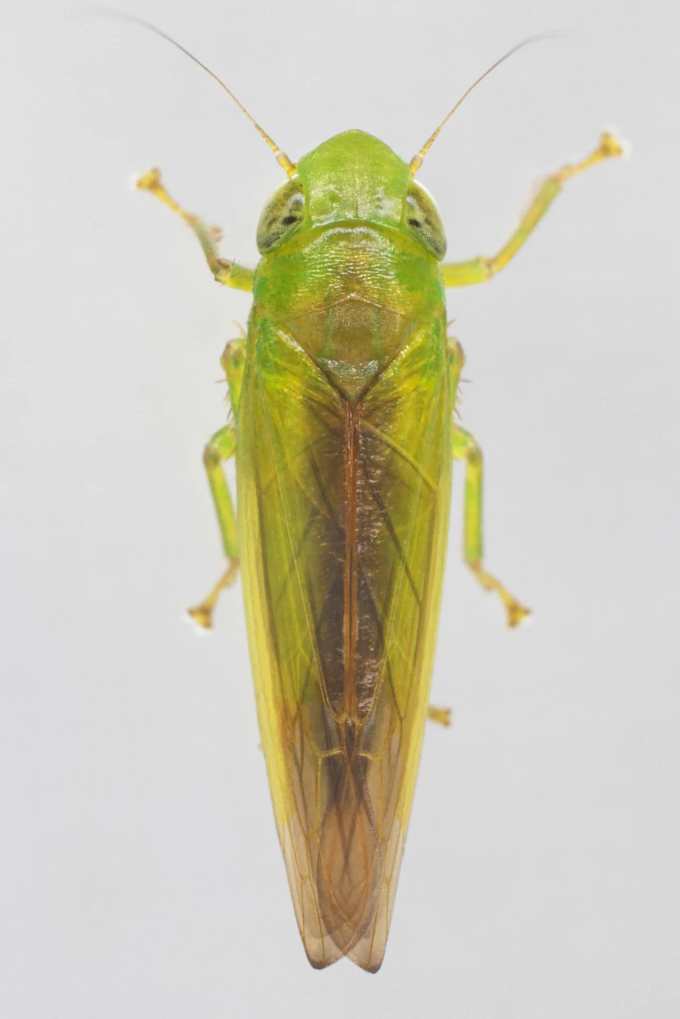 Neocoelidia tuberculata