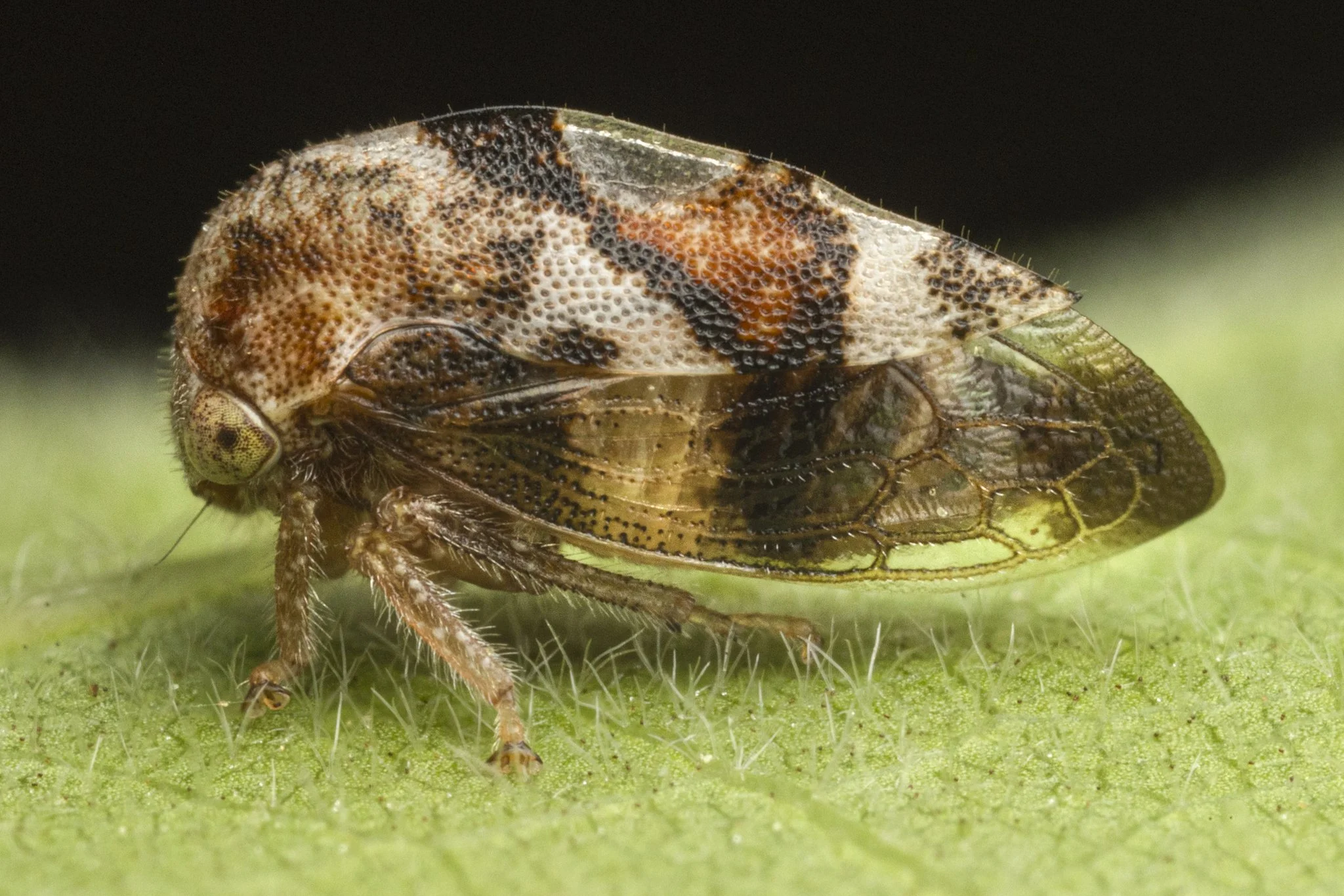 Cyrtolobus gramatanus