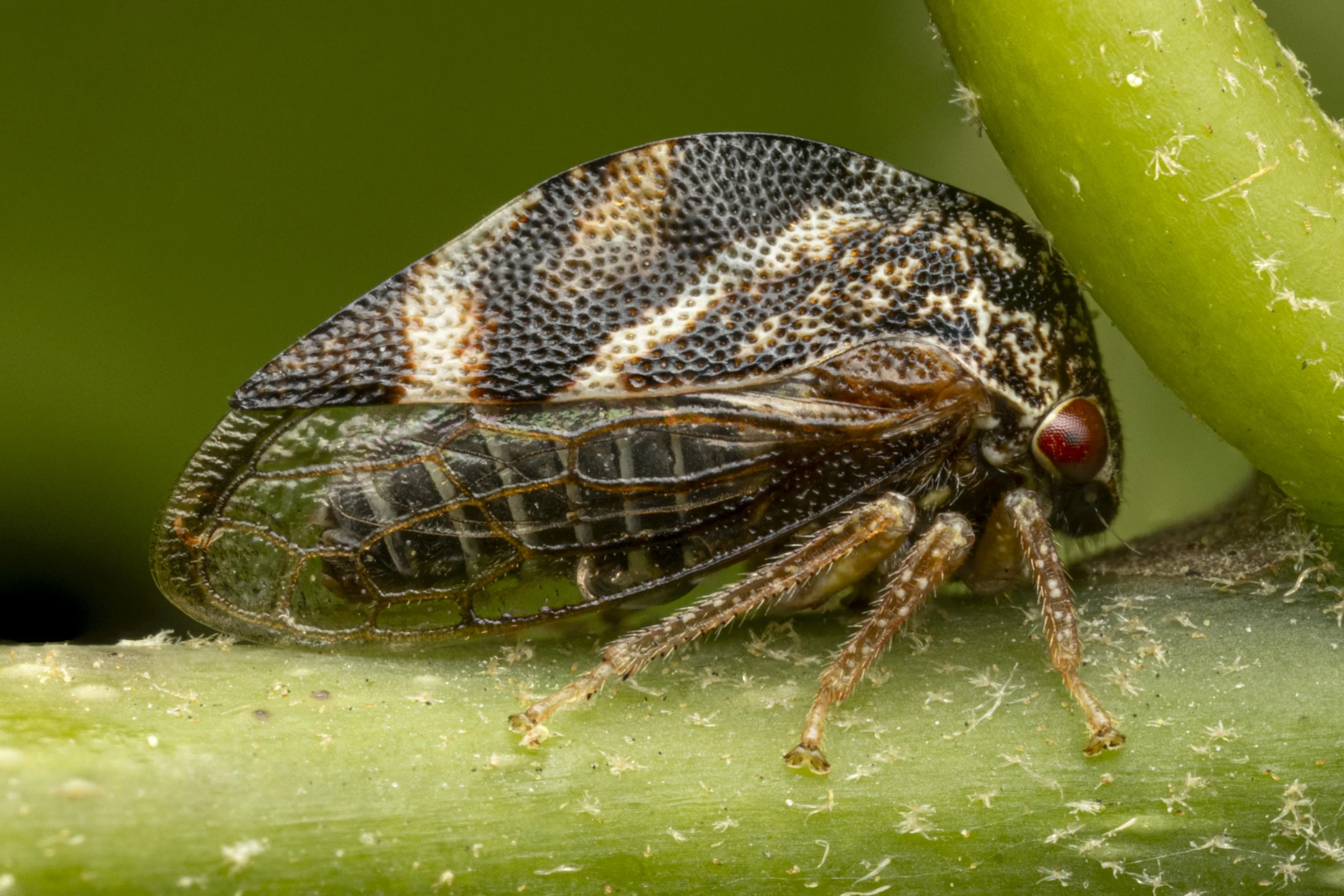 Cyrtolobus fuliginosus