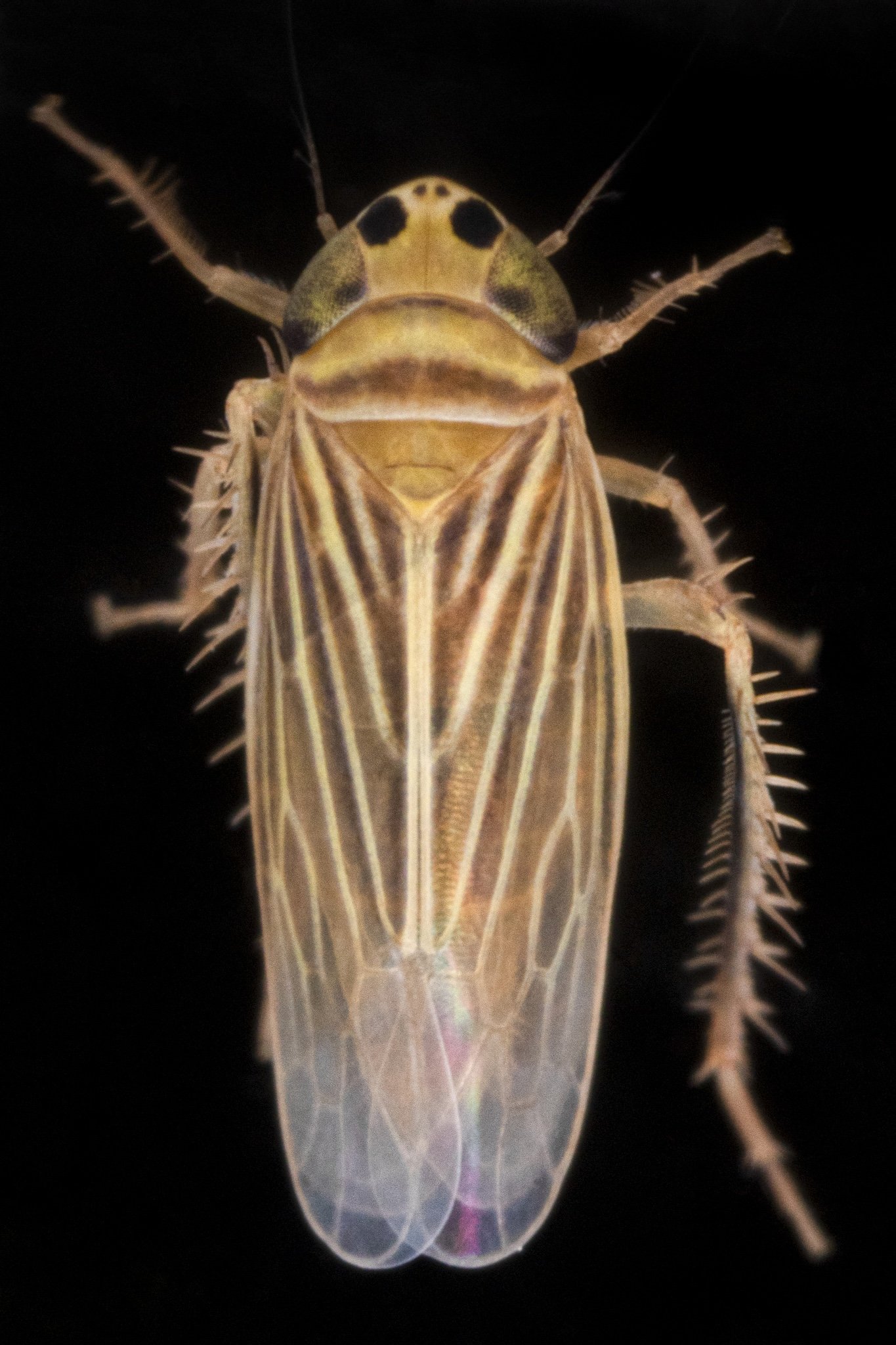 Graminella villica