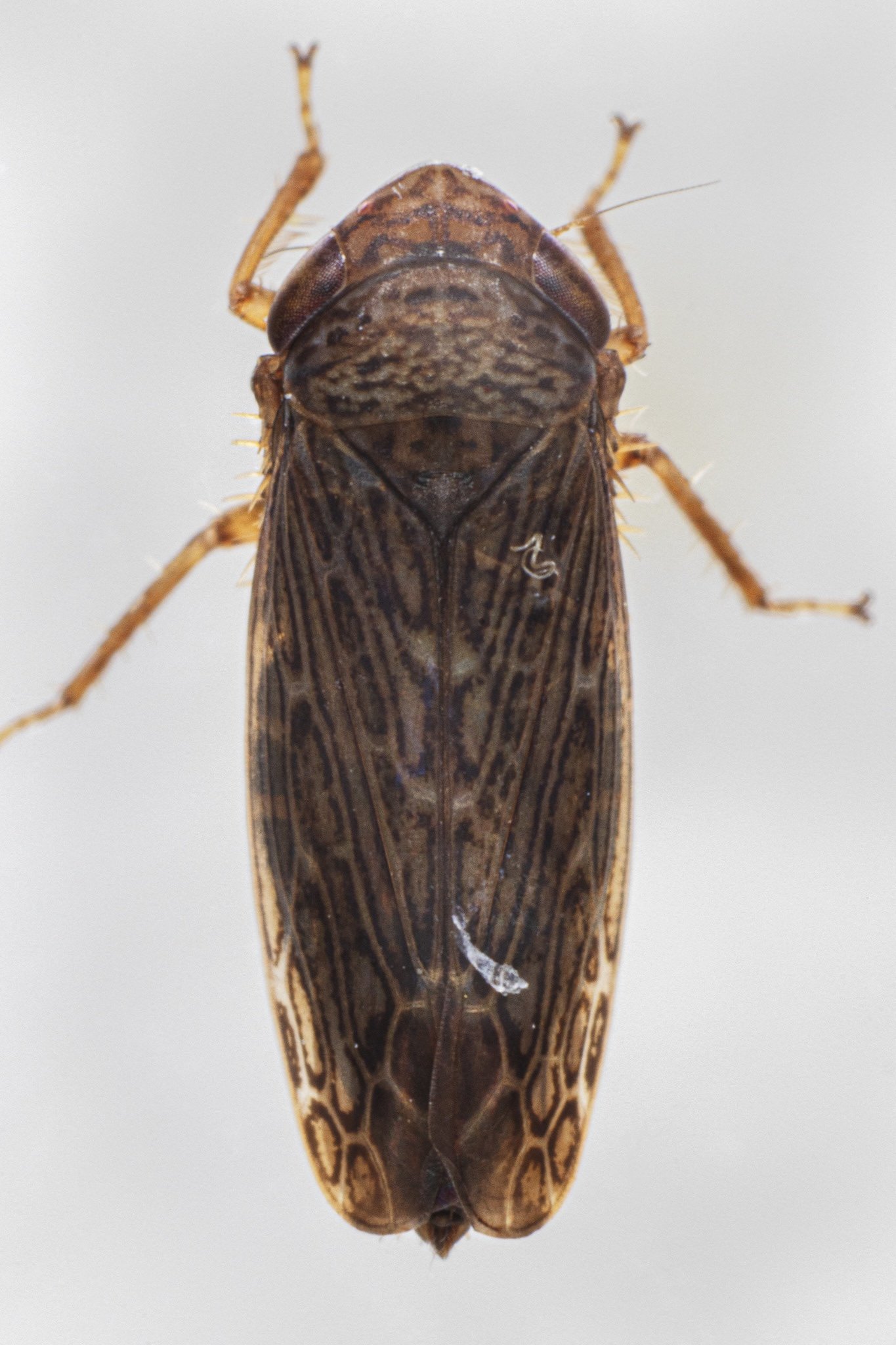 Scleroracus plutonius