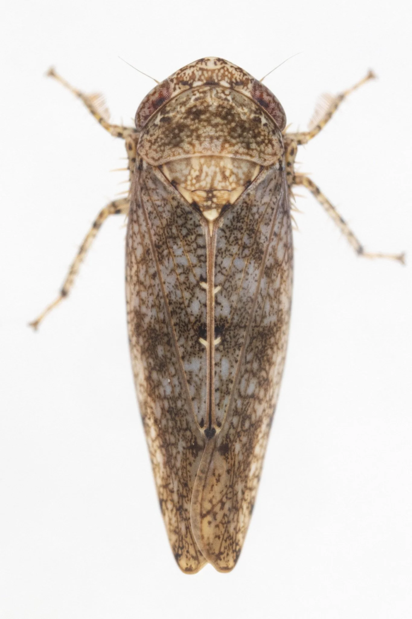 Paraphlepsius tennessus