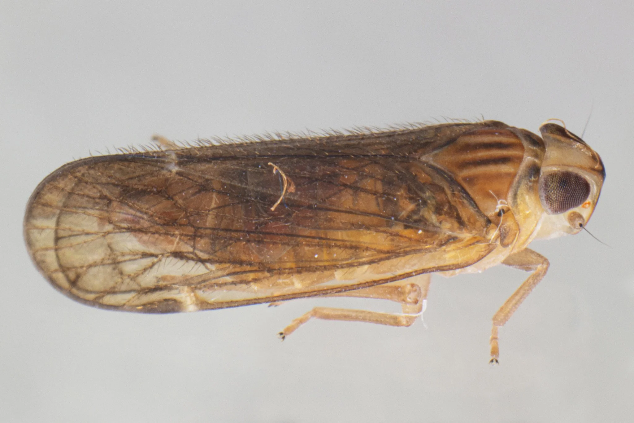 Haplaxius pictifrons